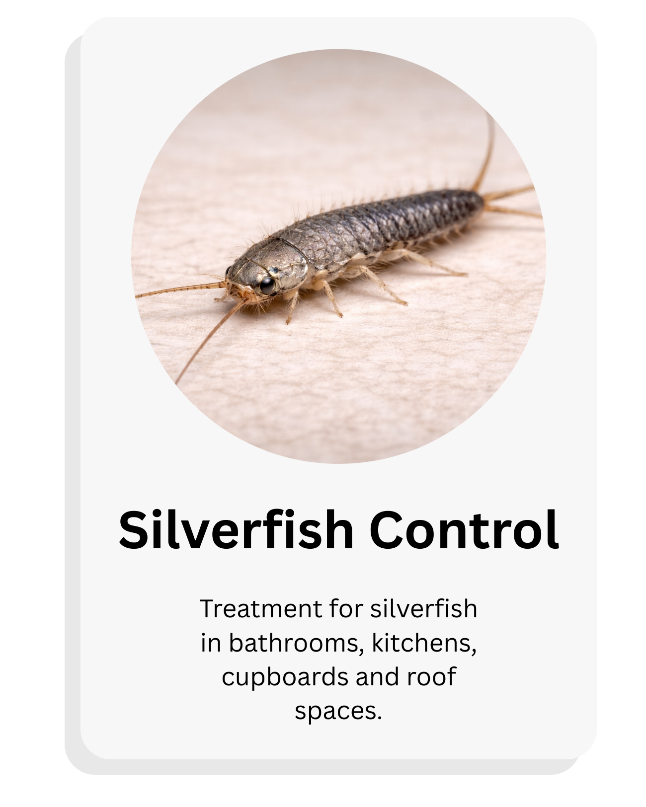 A close-up of a silverfish insect on a wooden surface with text that reads "Silverfish Control. Treatment for silverfish in bathrooms, kitchens, cupboards, and roof spaces."
