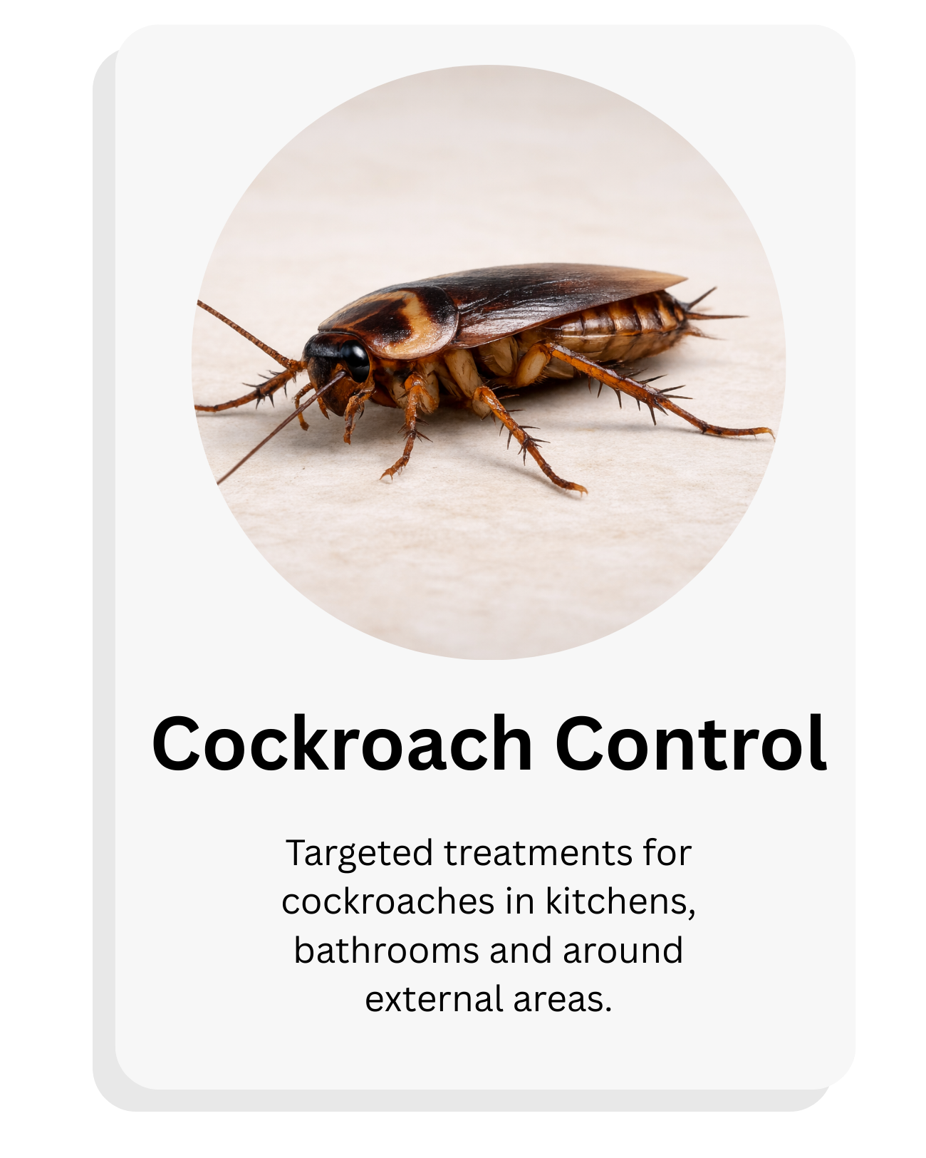 Close-up of a cockroach on a light surface with text that reads 'Cockroach Control' and information about targeted treatments for cockroaches in kitchens, bathrooms, and around external areas.