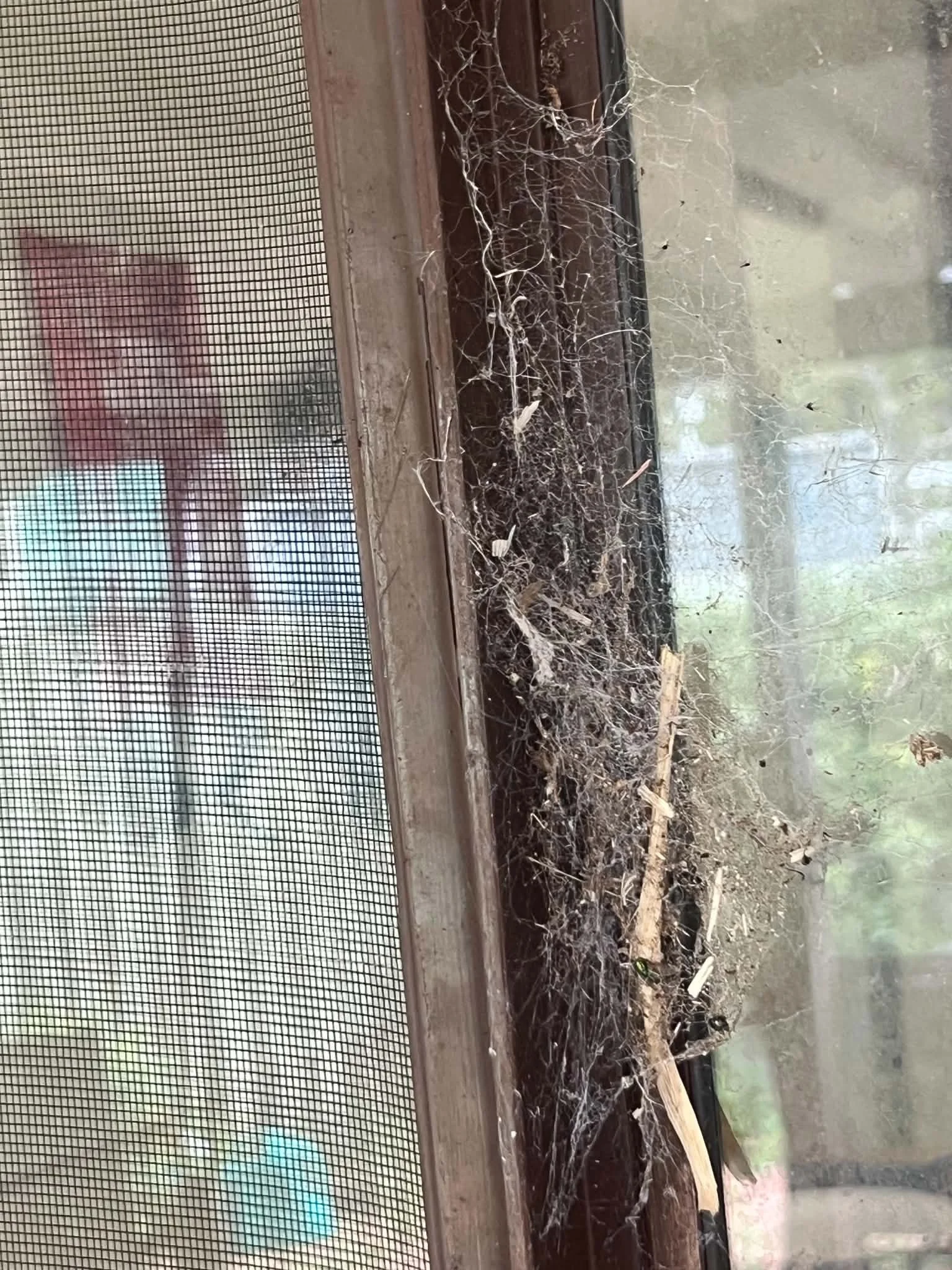 Spider webbing around a residential window frame.