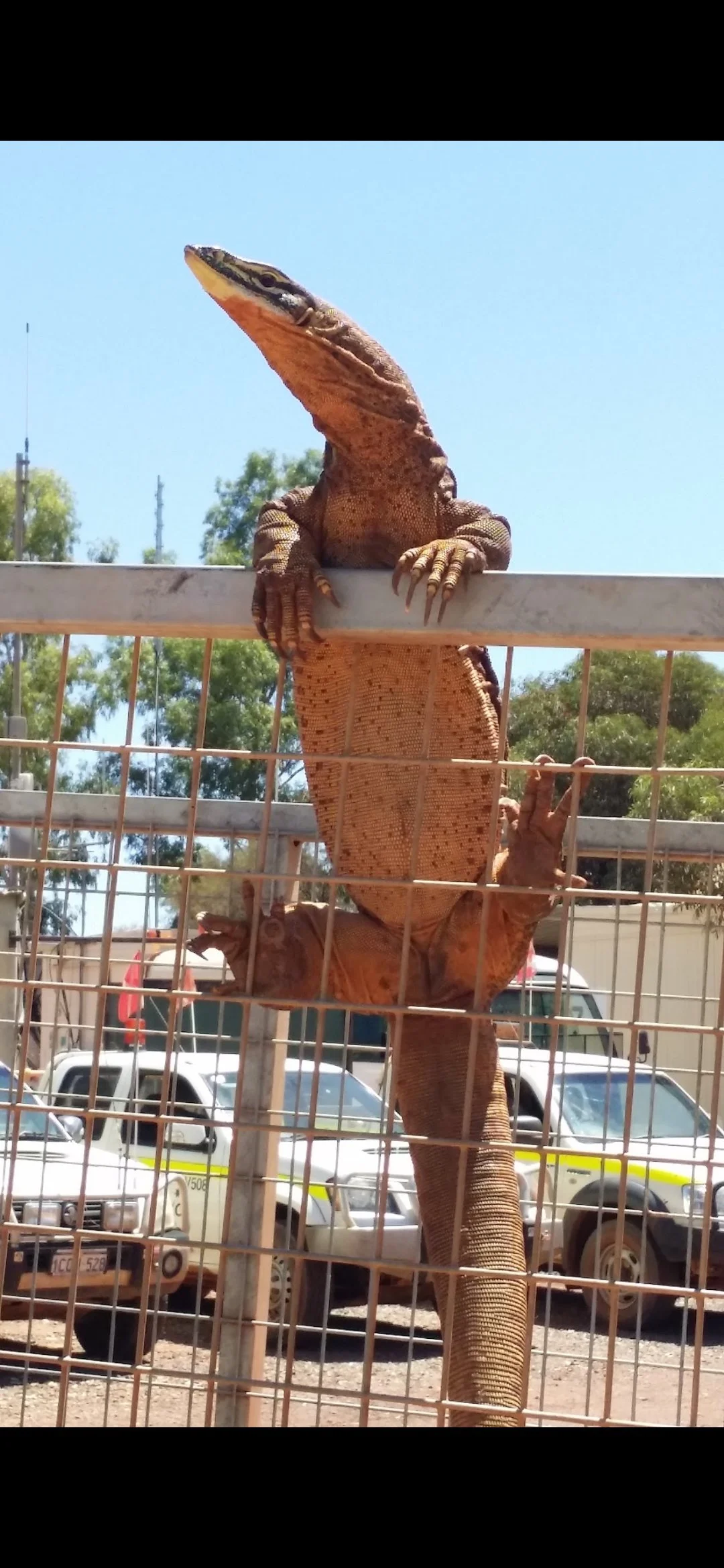 Bungarra (sand goanna) climbing a fence at a remote Western Australian pest control work site.