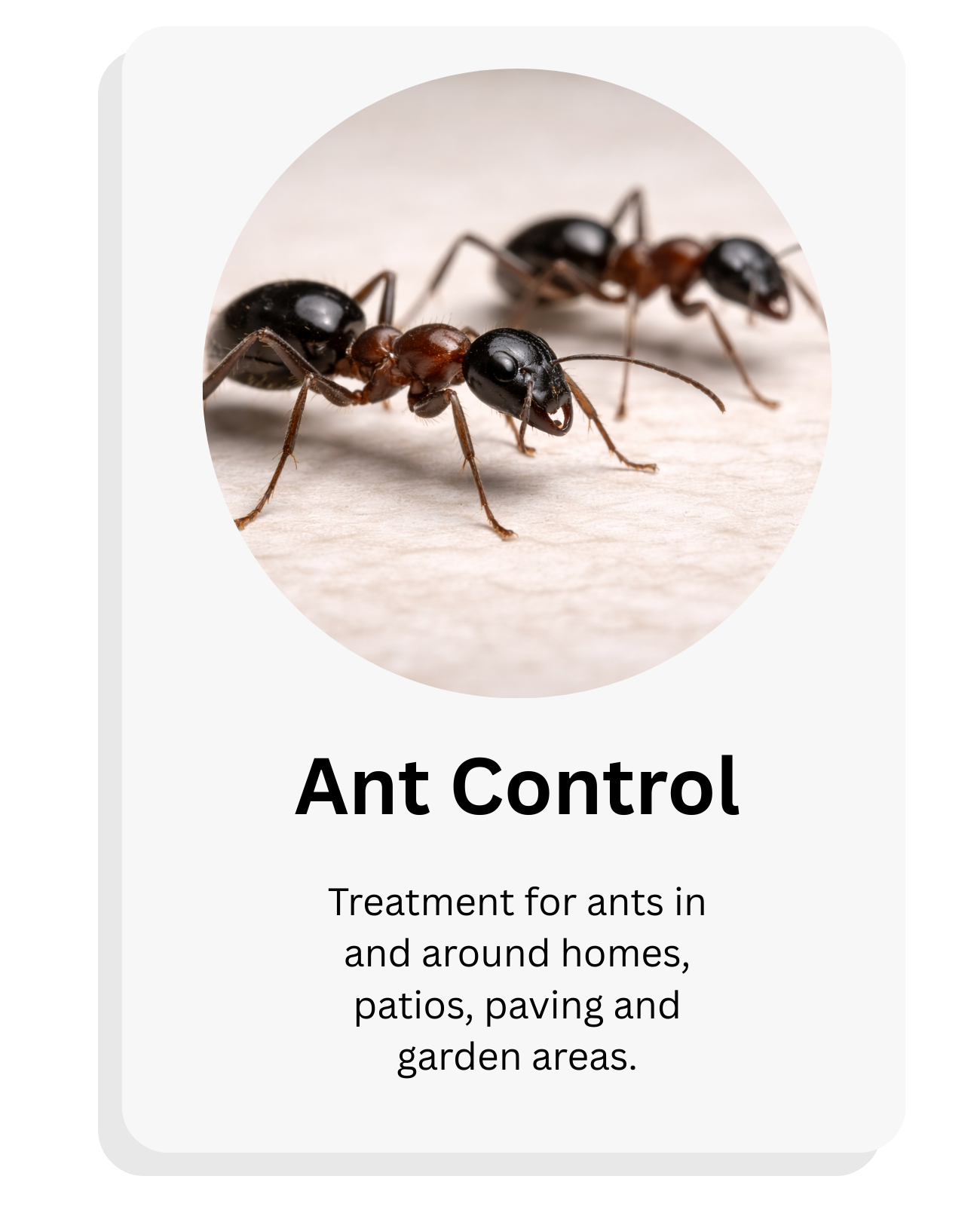 Close-up of two black and brown ants on a light wooden surface with text 'Ant Control' and a description about treatment for ants in homes and outdoor areas.