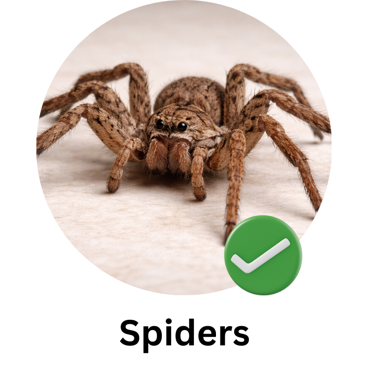 Close-up of a jumping spider on a white surface with a green checkmark icon in the lower right corner.