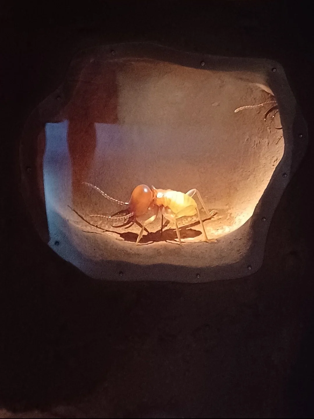 Close-up of a display termite used for pest identification and education.