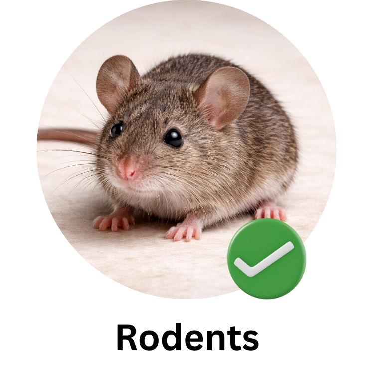 Close-up of a small brown mouse with large black eyes and pink paws on a light surface, with a green checkmark icon in the bottom right corner.