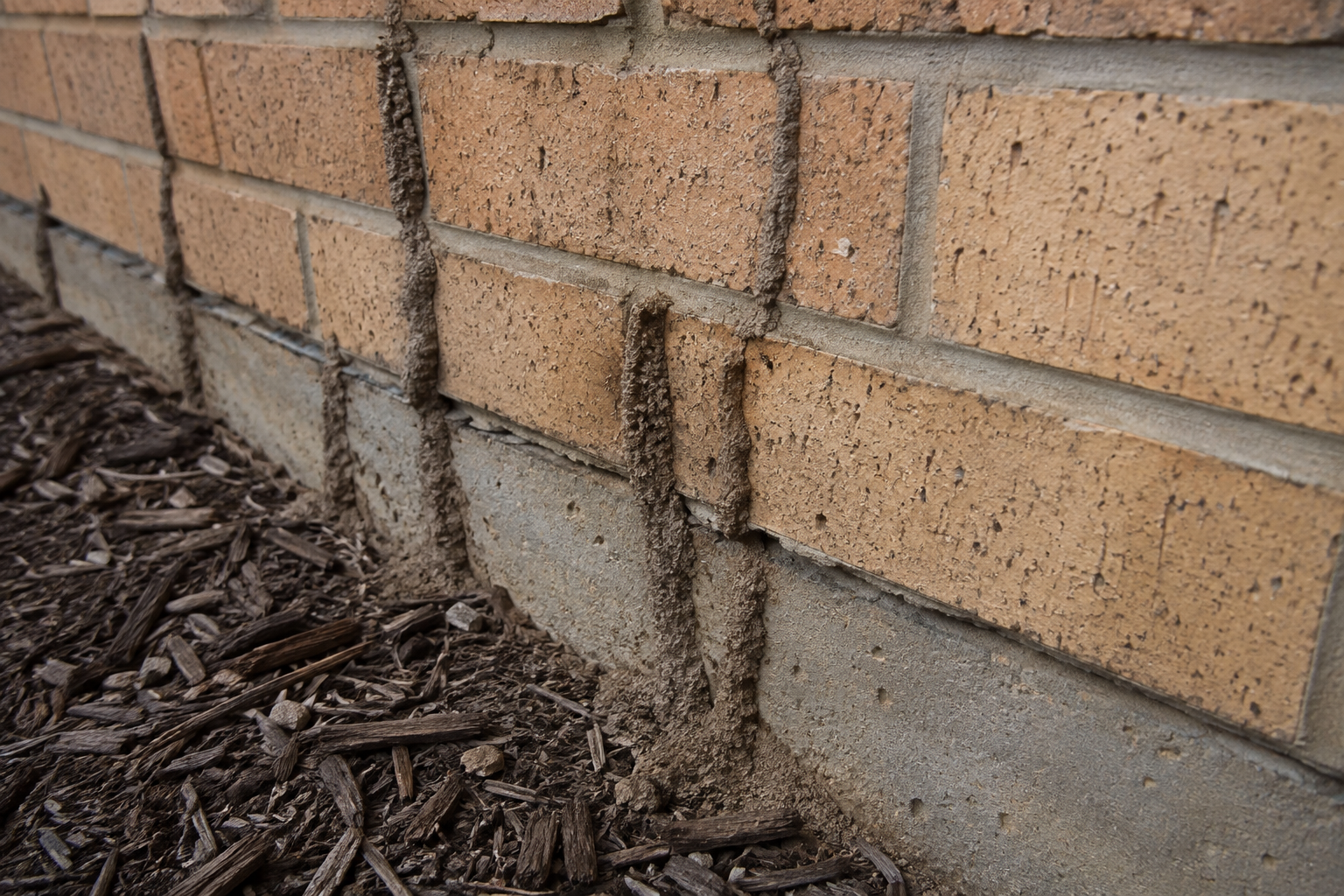 Termite mudding along the base of a brick wall found during a termite inspection in Perth.