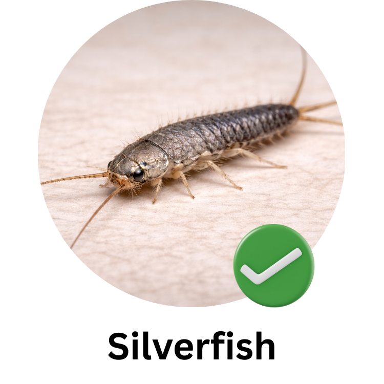 Close-up of a silverfish insect on a light-colored surface with a green checkmark icon