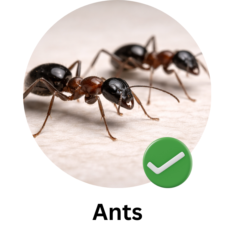 Close-up of two black and brown ants on a light surface, with a green check mark icon in the bottom right corner