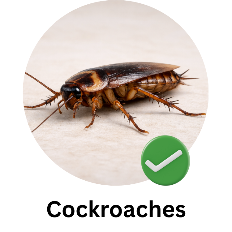 Close-up of a cockroach on a light-colored surface with a green checkmark overlay