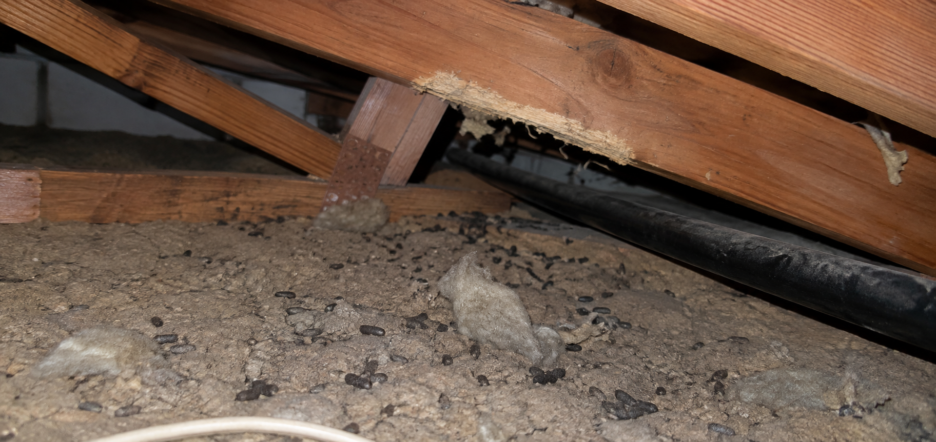 Rodent droppings and signs of activity inside a residential roof space.