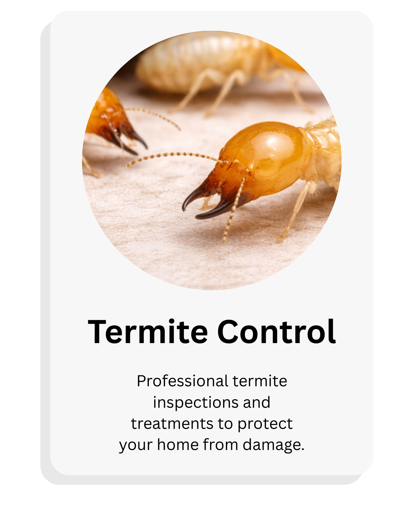 Close-up of termite pests with black mandibles on a light surface, advertising termite control services