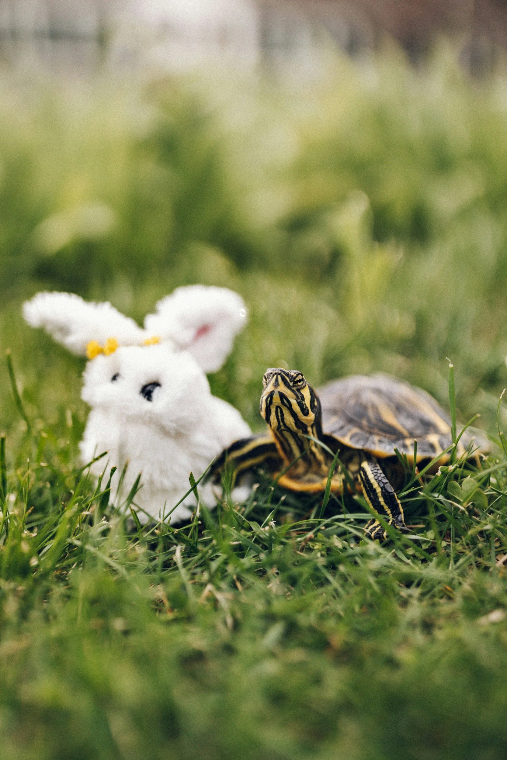 The Tortoise wasn't Slow — It was Deliberate