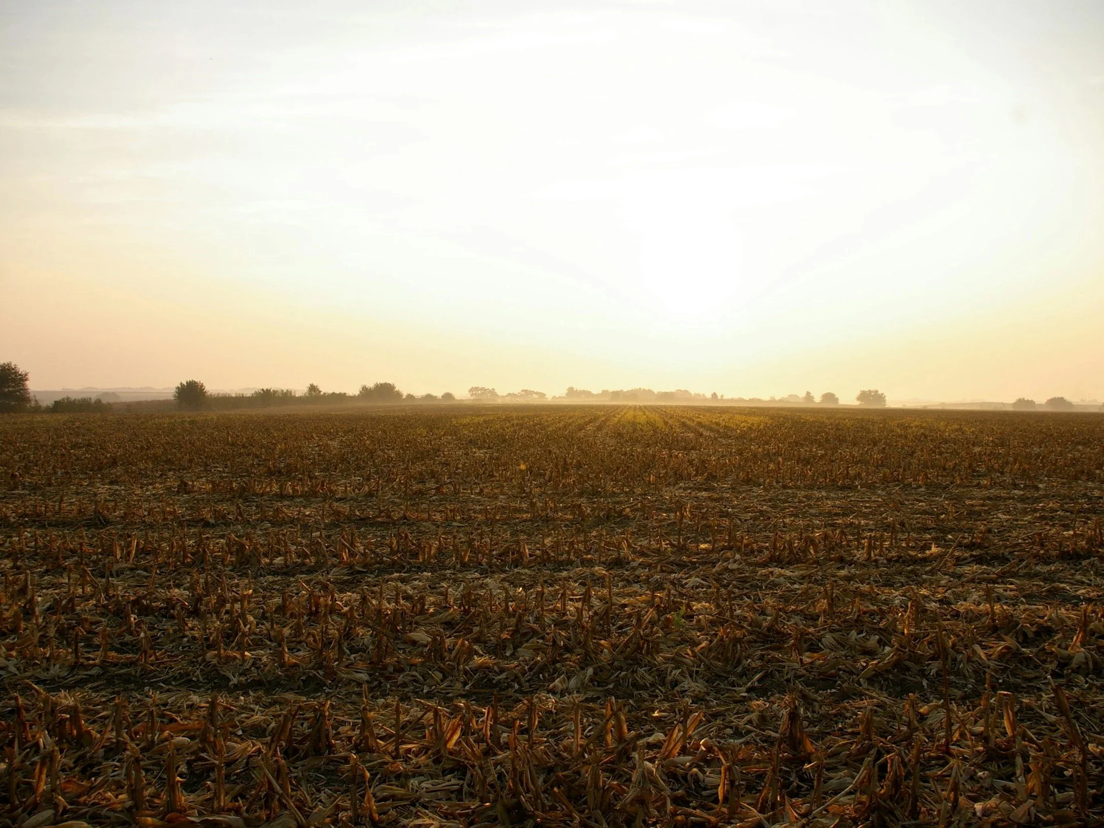 What Fallow Fields Know That We've Forgotten