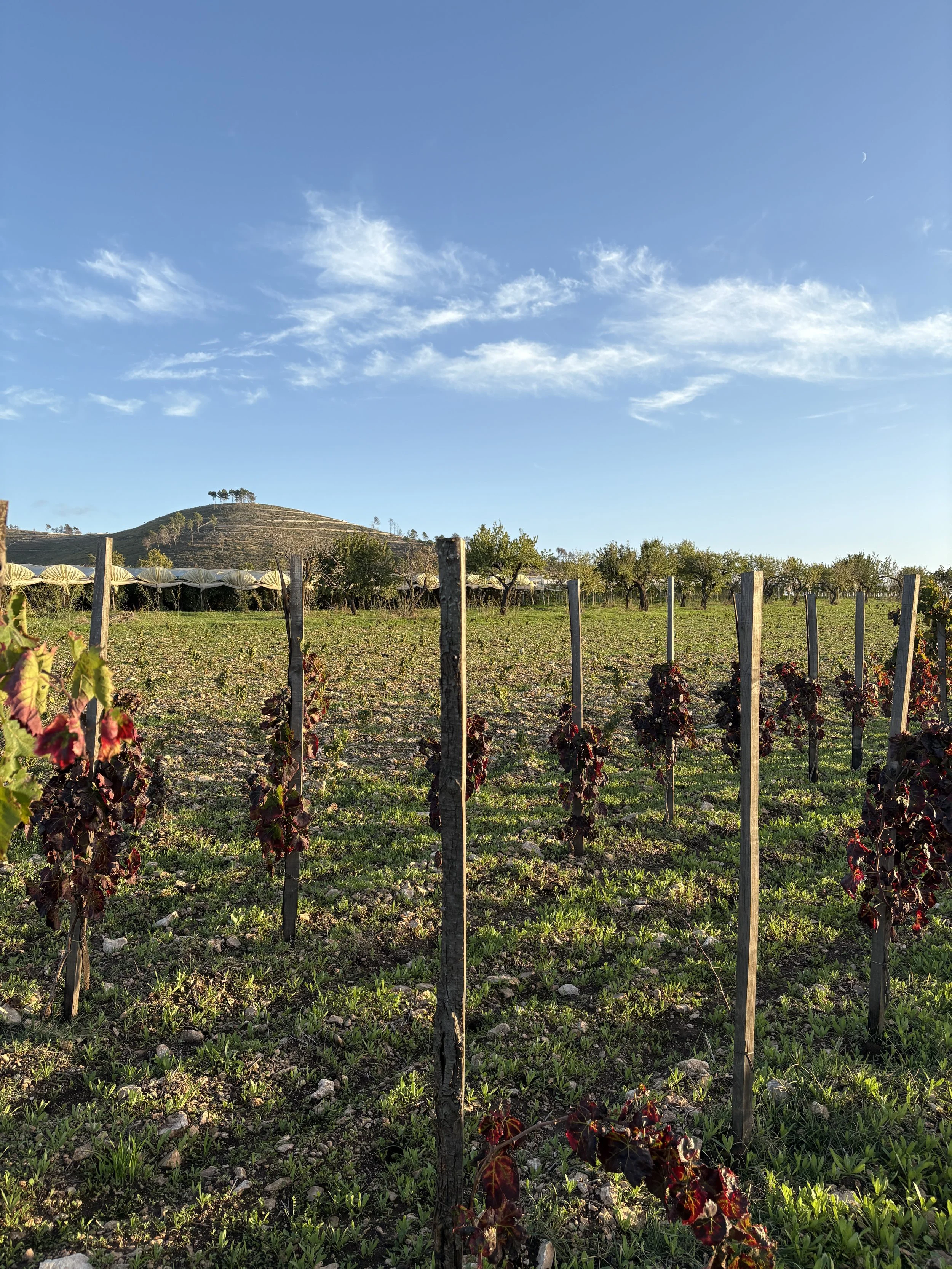 Agricola VinB vineyard of Grillo and Nero d'Avola