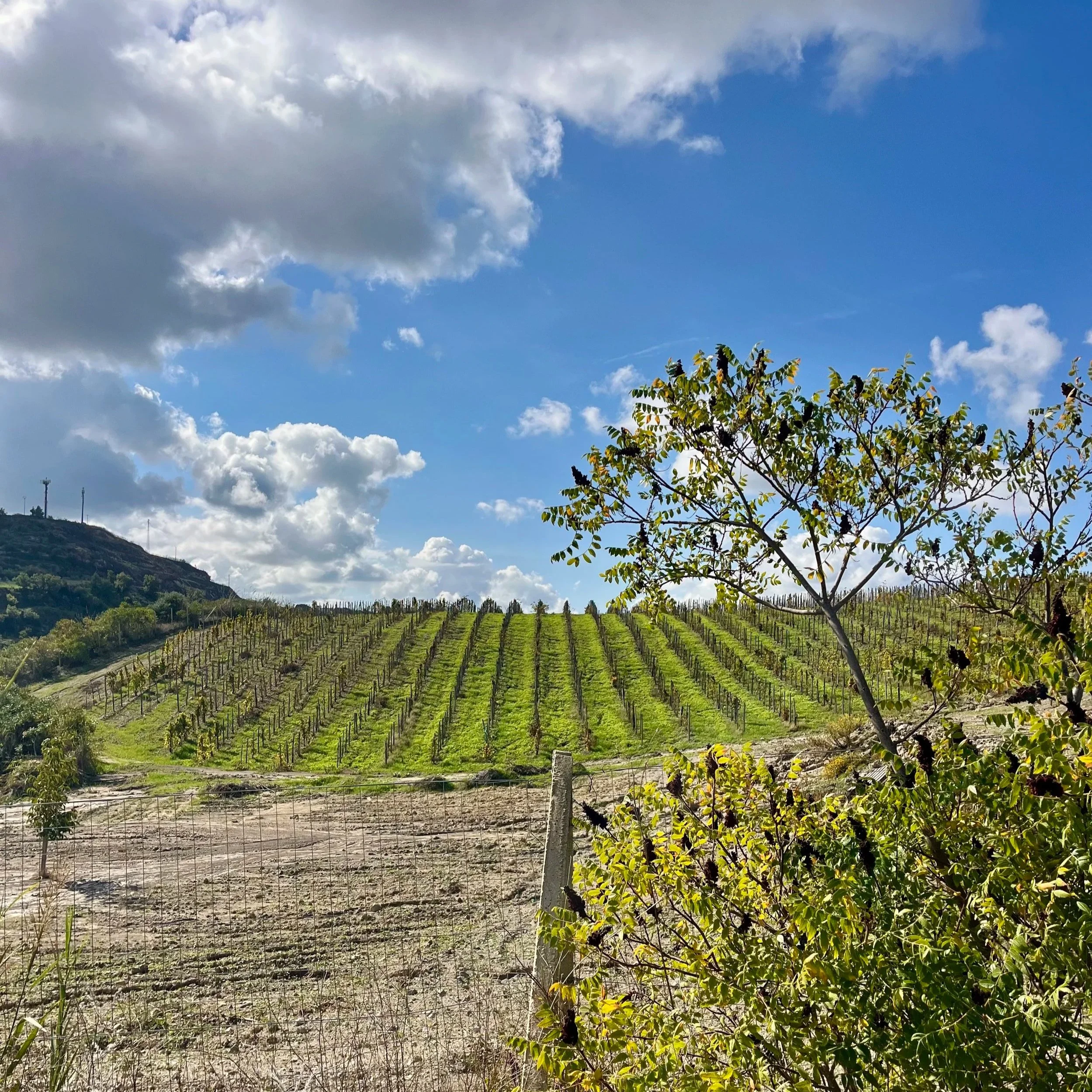 volcanic Sicily vineyard of Angelo di Grazia