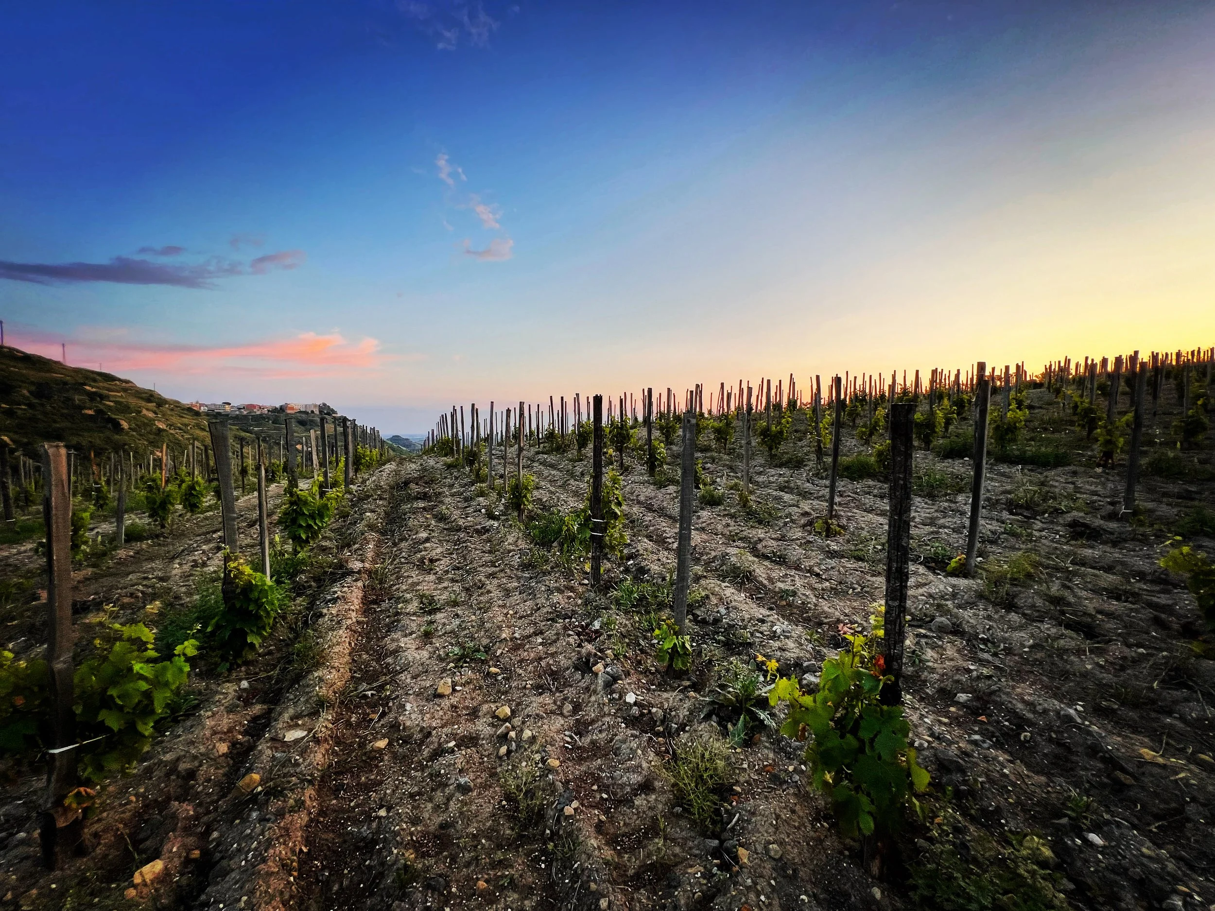 Sicily vineyard of Angelo di Grazia