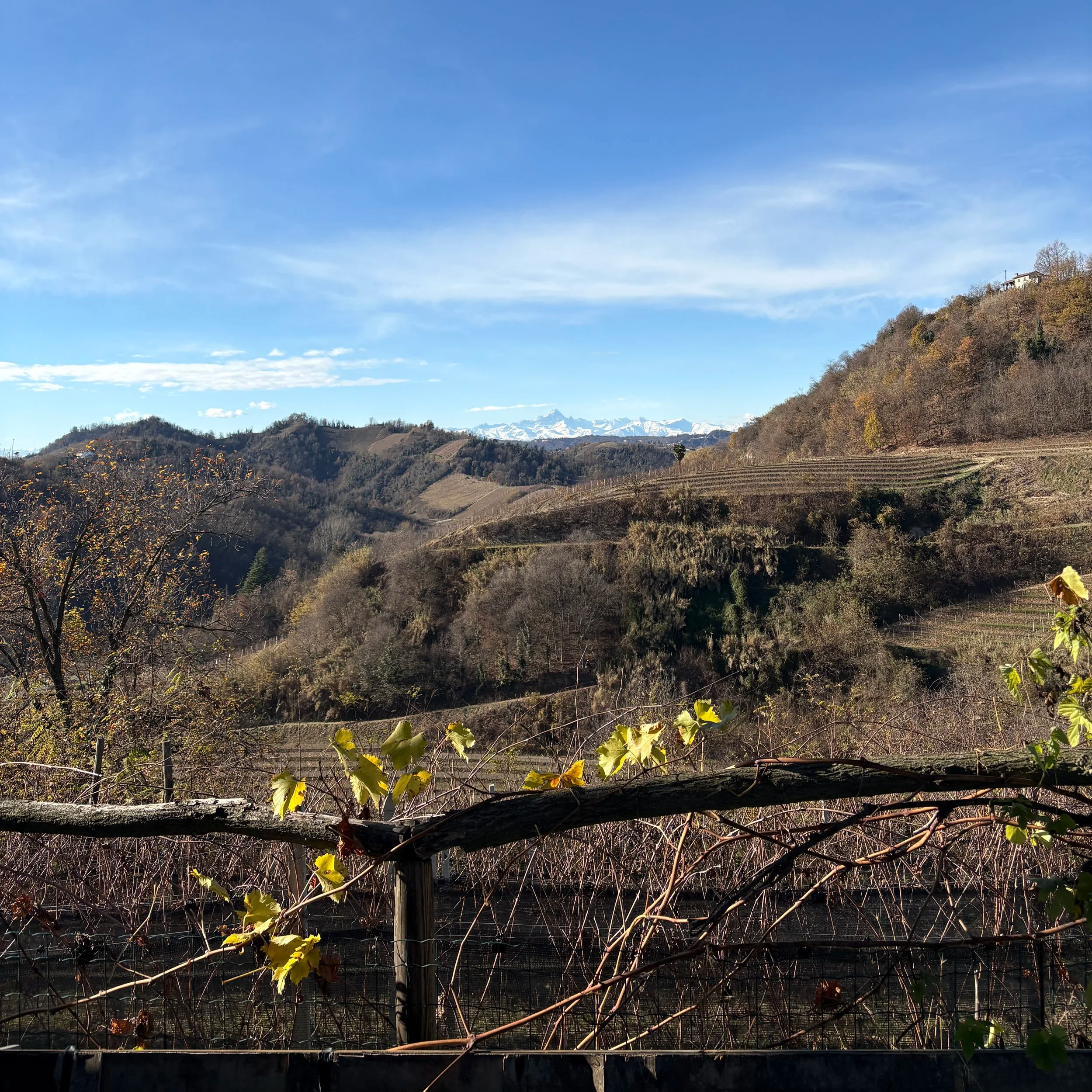 Marco pezzato Nebbiolo vineyard in Roero with Alps