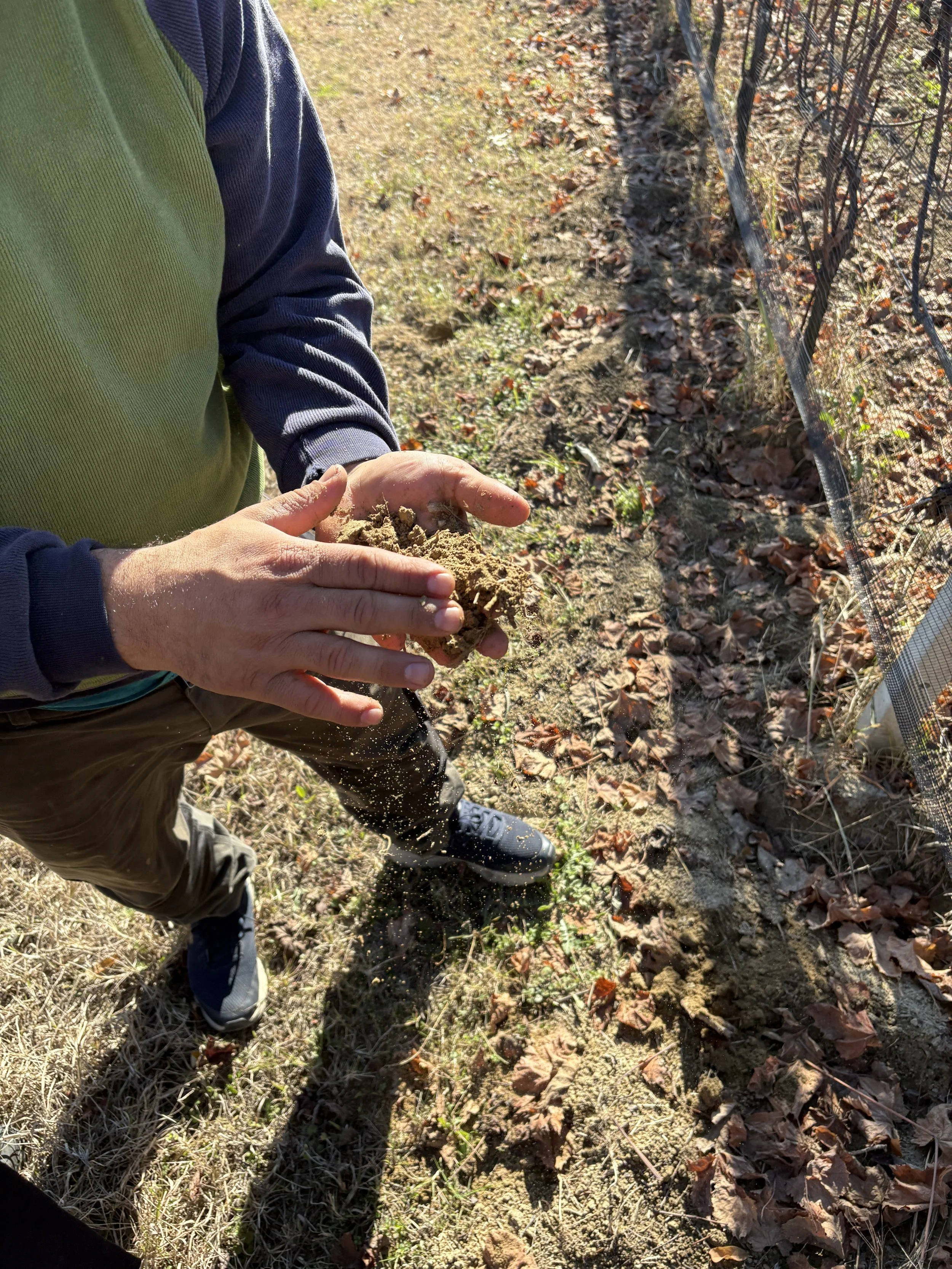 Marco Pezzuto with sandy Roero soils