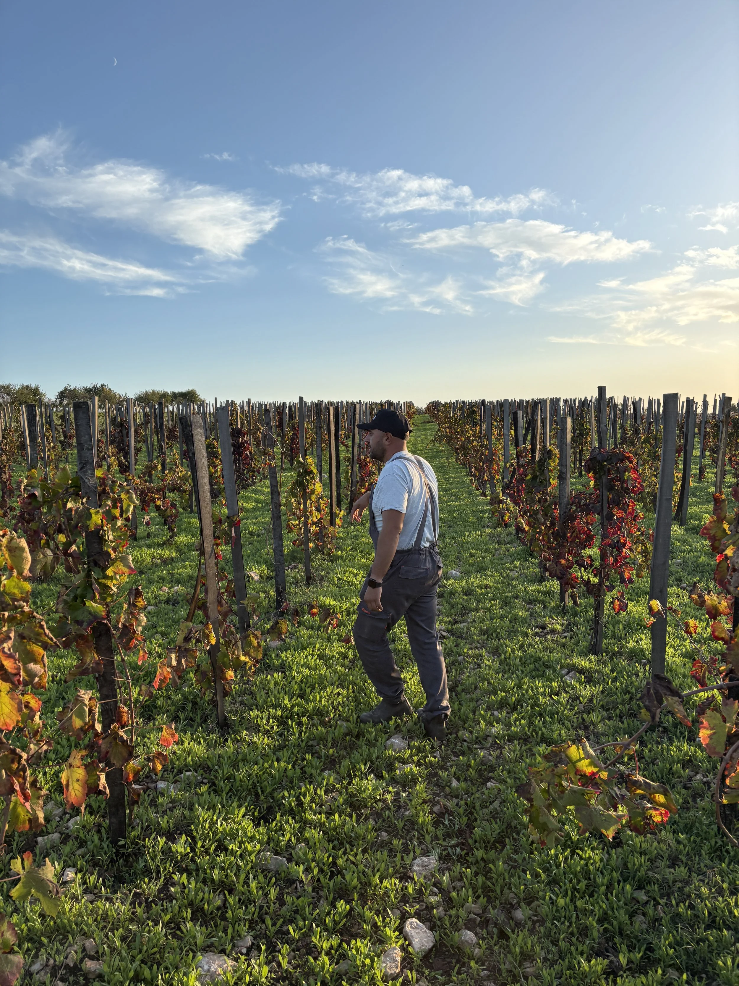 Man in Sicily vineyard with Nero d'Avola vines