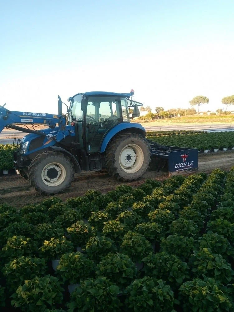 Blue tractor working in a field of green plants under clear sky.