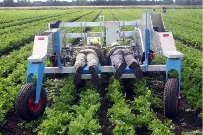 Two workers on automated harvesting machine in a crop field.