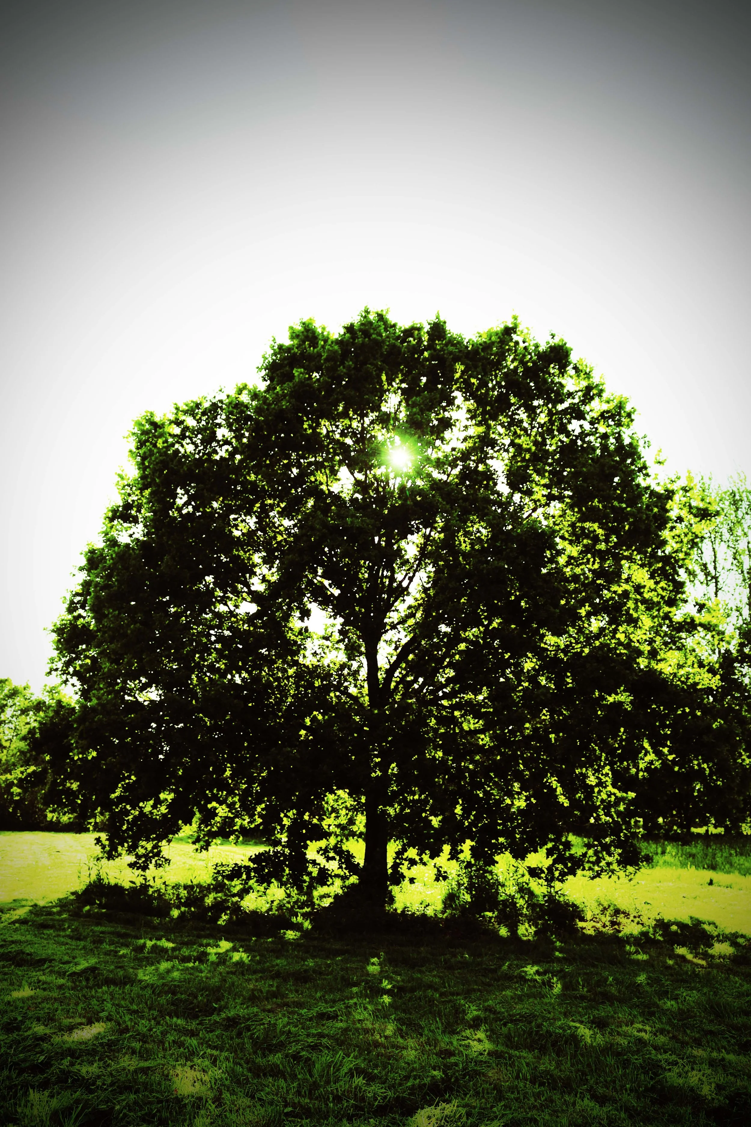 A large green tree in a grassy field with sunlight shining through the leaves.
