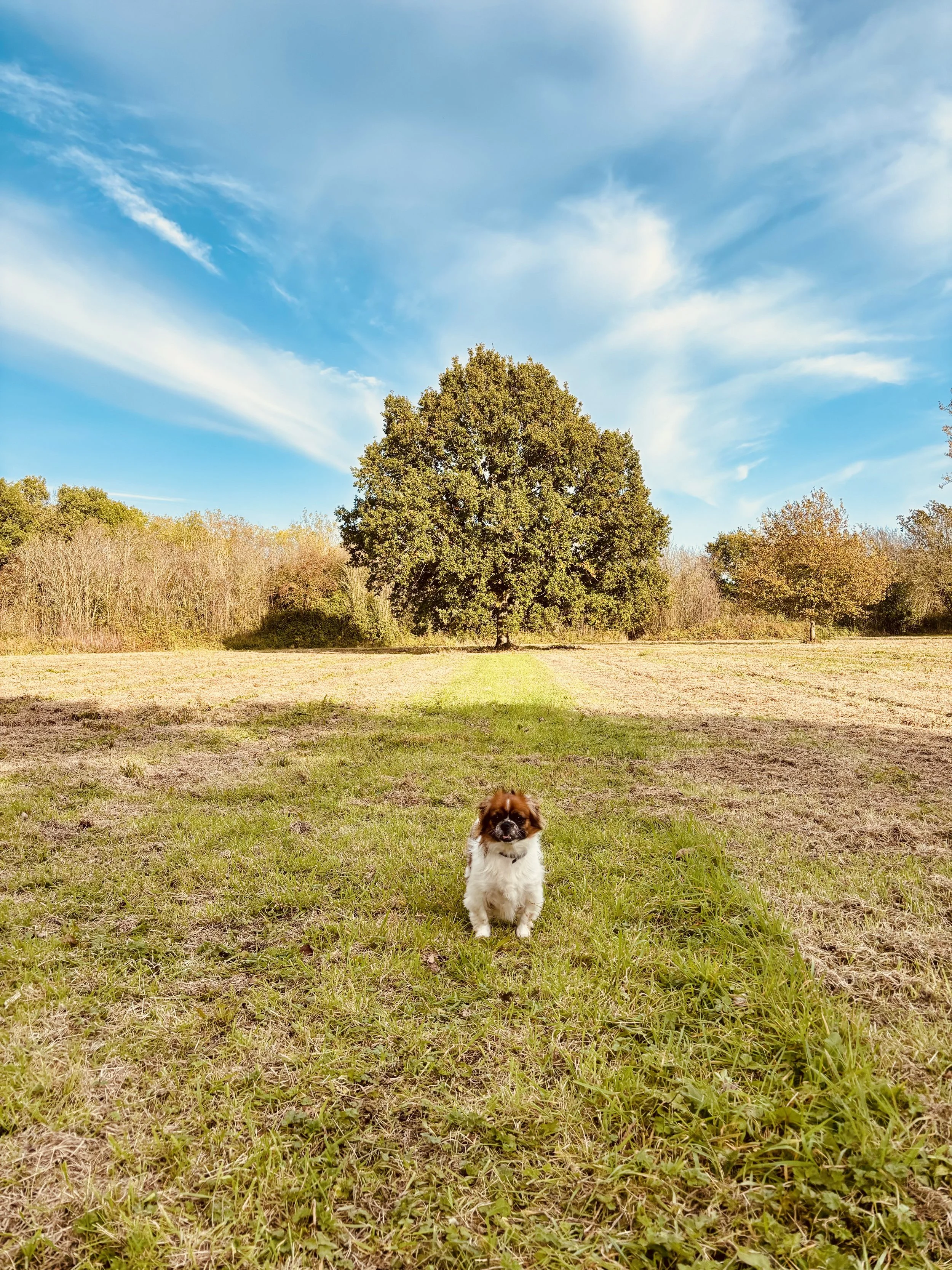 A small dog standing on a grassy field with a large tree in the background, under a blue sky with wispy clouds.