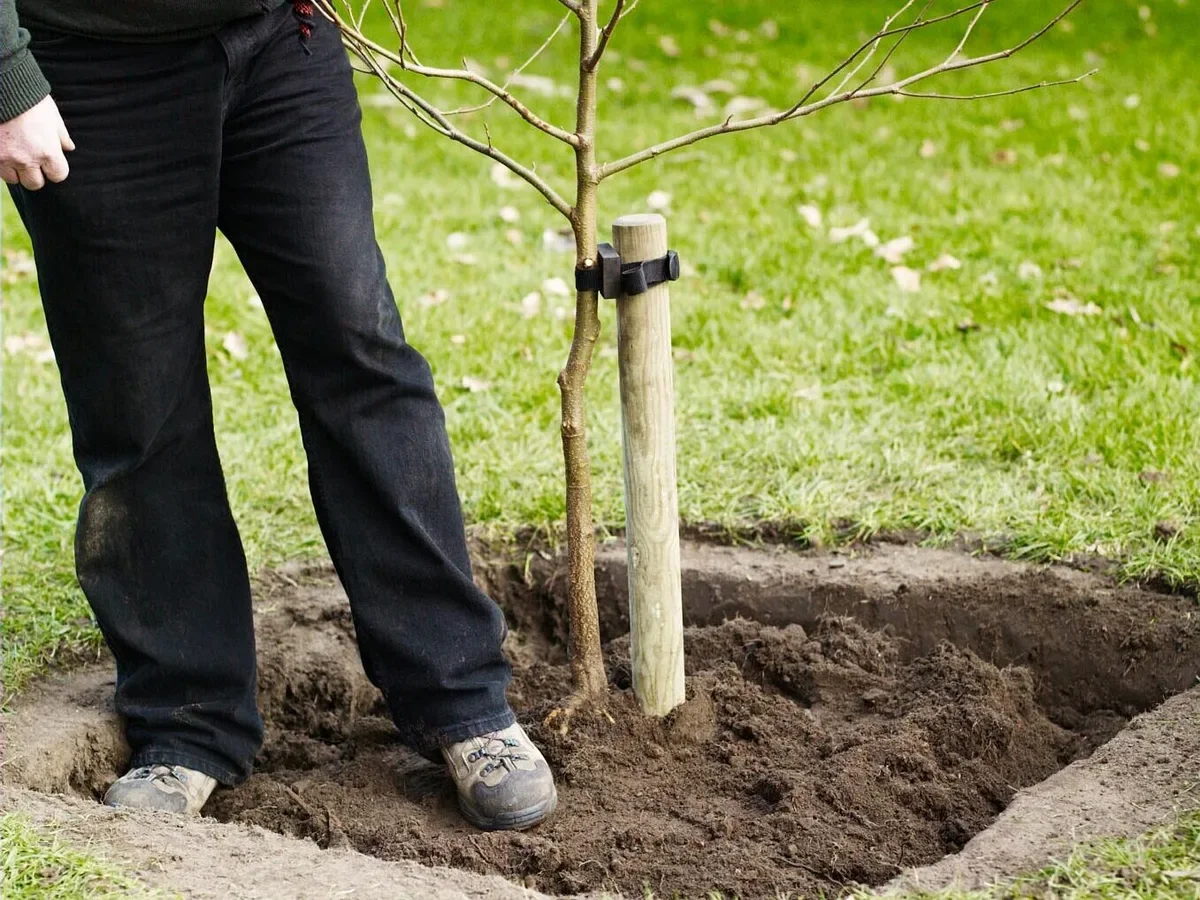 Person planting a small tree in the ground with a wooden stake for support in a grassy yard.