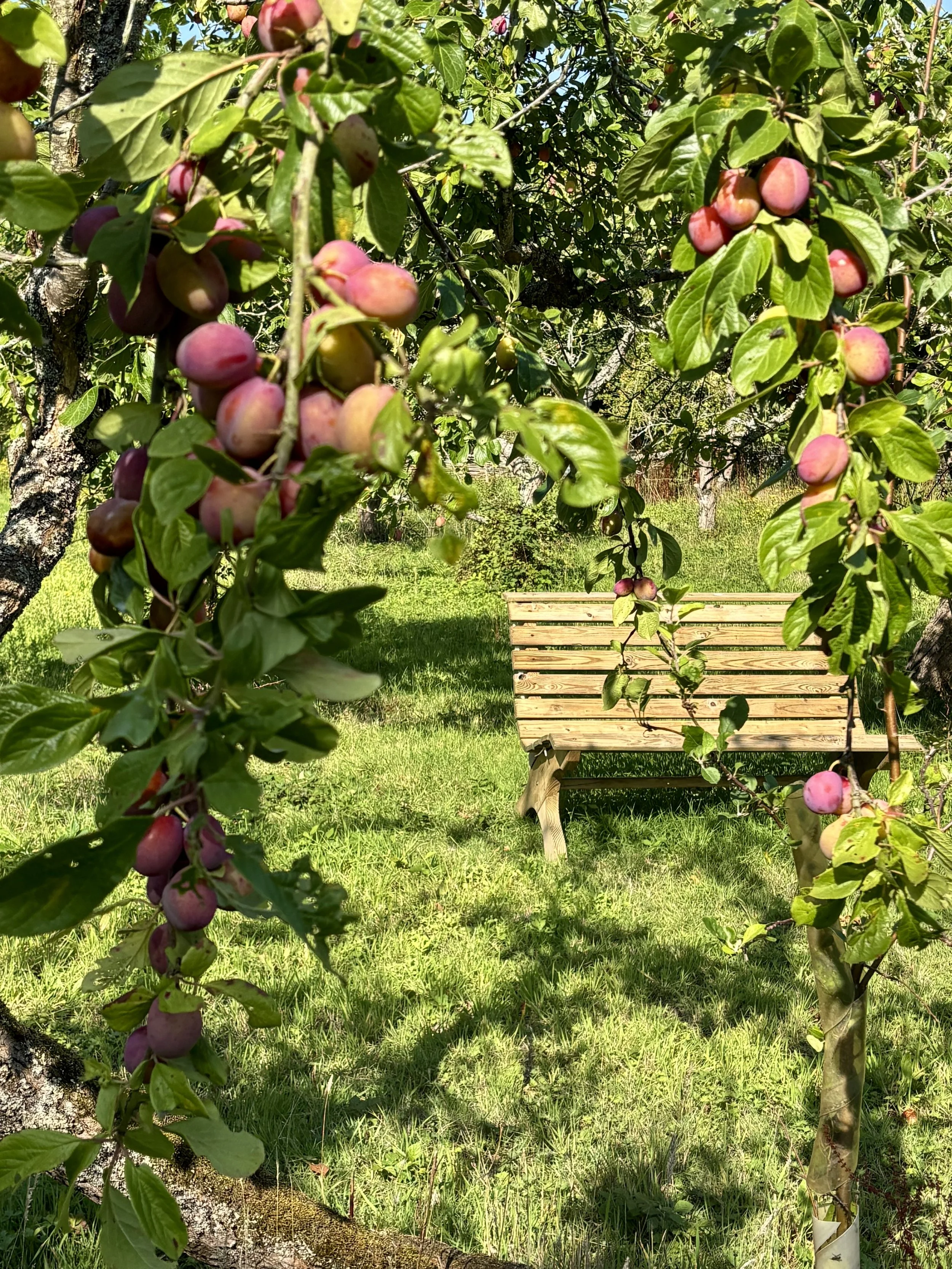 Pink and purple ripening apples on tree branches with green leaves in a sunny orchard with grass and a wooden bench in the background.