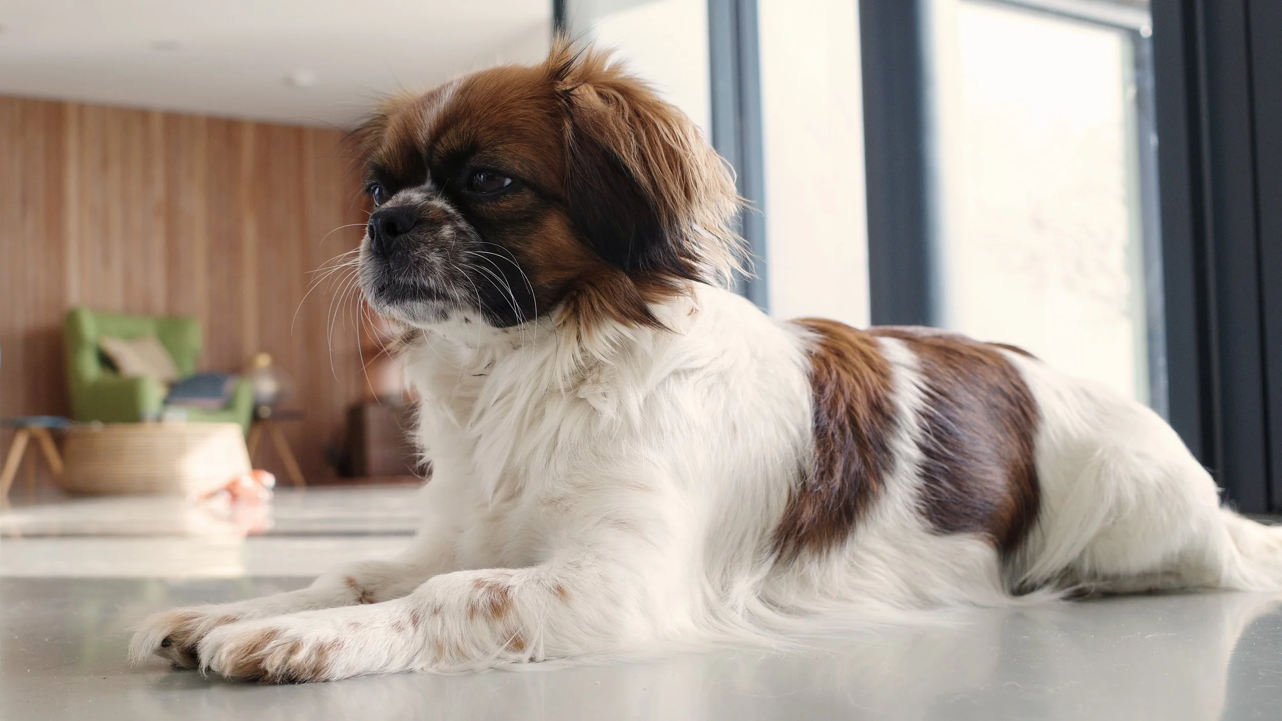 A cavalier king charles spaniel dog laying on a reflective surface indoors near large windows