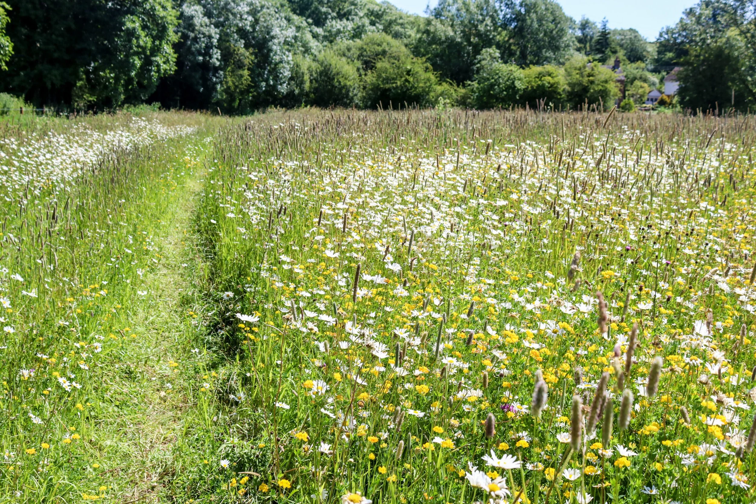 A path running thorugh a grassy field for long slow afternoon walks