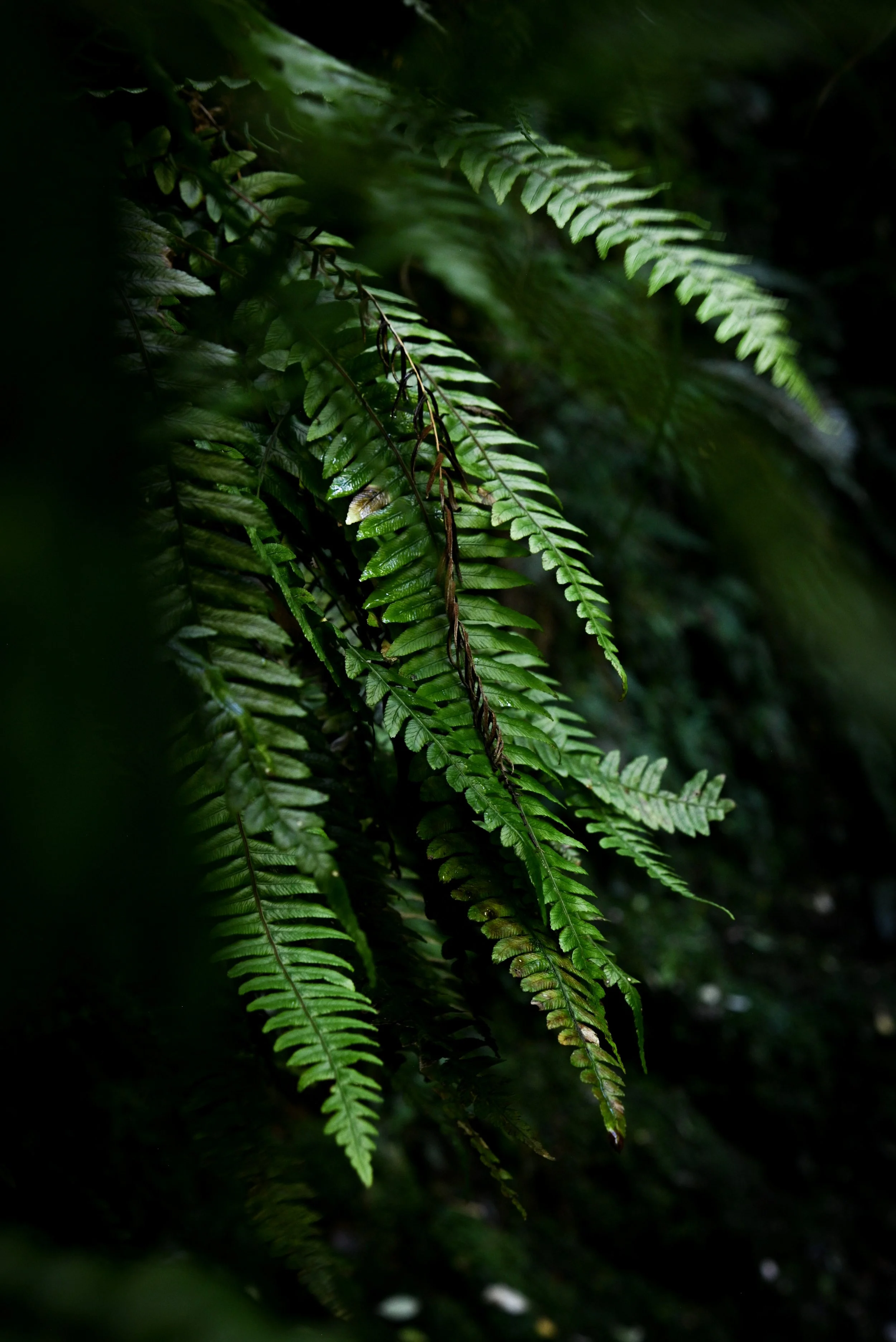 DSC_4265.JPG
