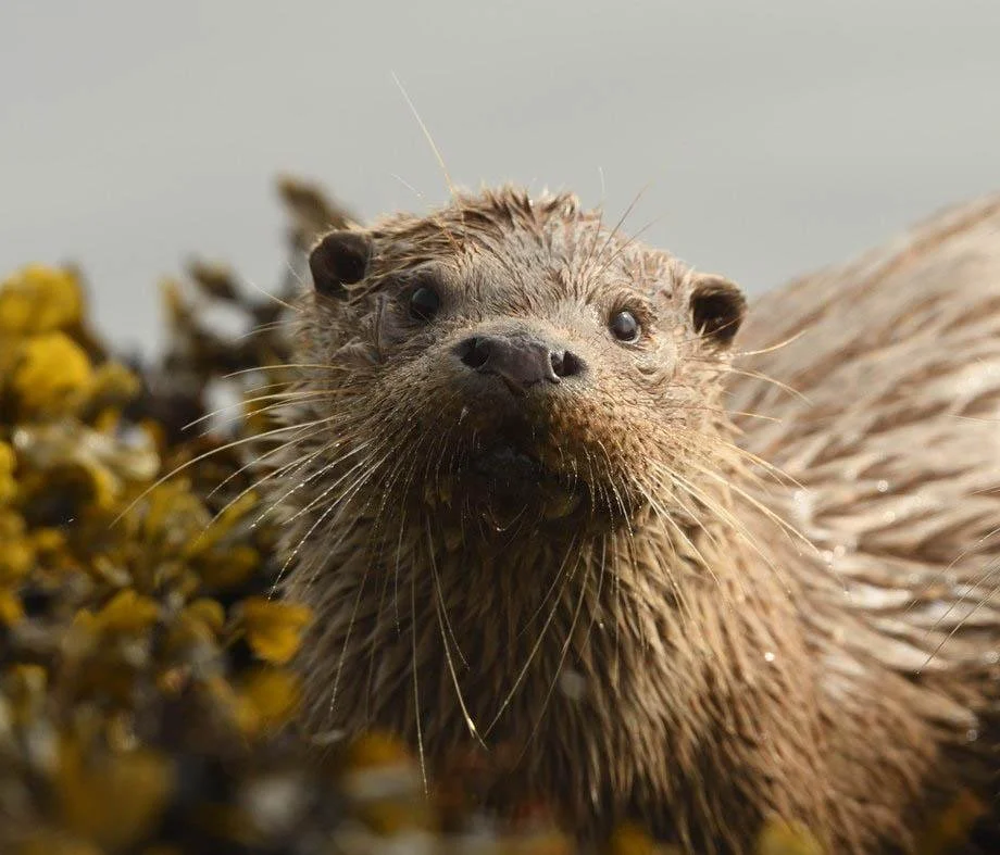 Otters - Skye is one of the best places in Britain to see wild otters. Patient visitors watching quiet stretches of rocky coastline around sea lochs may be lucky enough to spot one feeding amongst the seaweed beds.