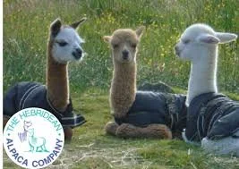 THE HEBRIDEAN ALPACA COMPANY -  offers a cosy selection of alpaca yarns, clothing and gifts, including beautifully soft pieces inspired by and made from their own alpacas on Skye.