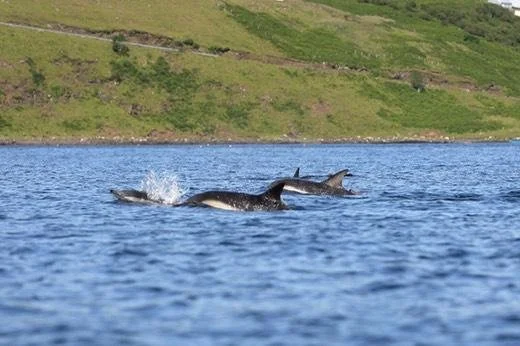 Dolphins, Whales & Marine Life - The waters surrounding Skye support dolphins, porpoises, minke whales and even occasional orca sightings. Summer is often the best time for marine wildlife watching, particularly around the west coast.