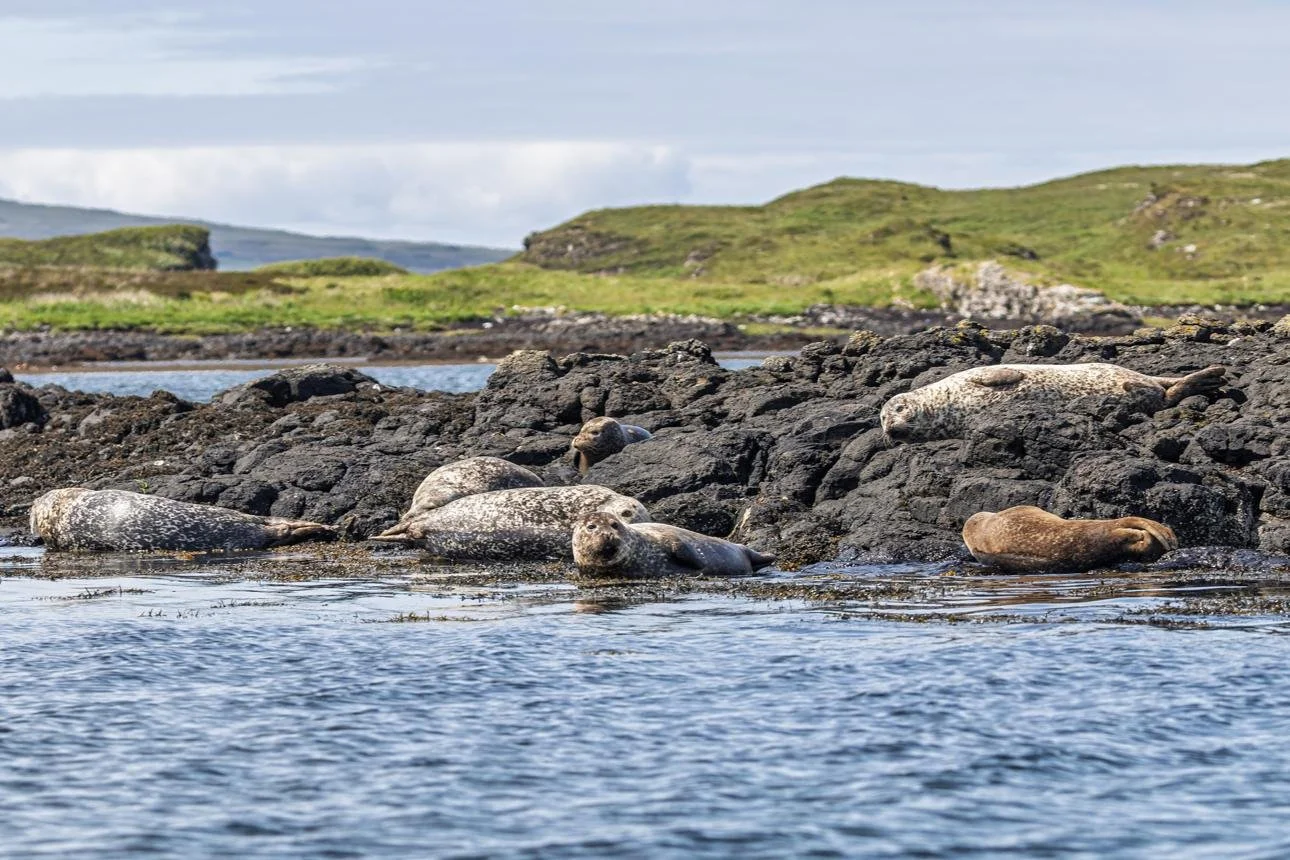 Seals Around Loch Dunvegan - Loch Dunvegan is one of the best places on Skye to spot common and grey seals, often seen resting on rocks or swimming close to shore. Boat trips from Dunvegan regularly visit local seal colonies