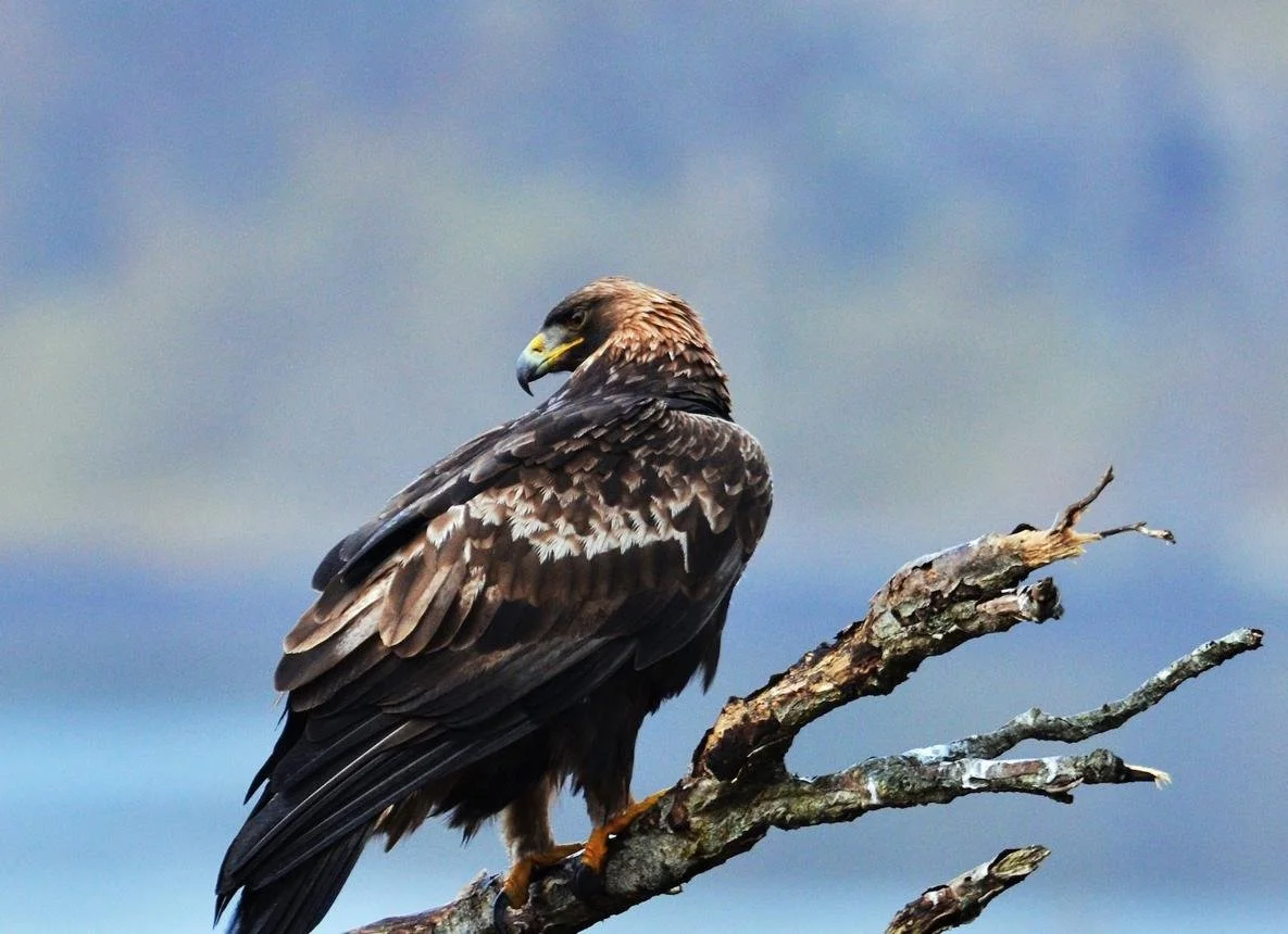 Sea Eagles & Golden Eagles - The skies above Dunvegan are home to both golden eagles and the magnificent white-tailed sea eagle, Britain's largest bird of prey with a wingspan approaching eight feet. These remarkable birds are regularly seen across t
