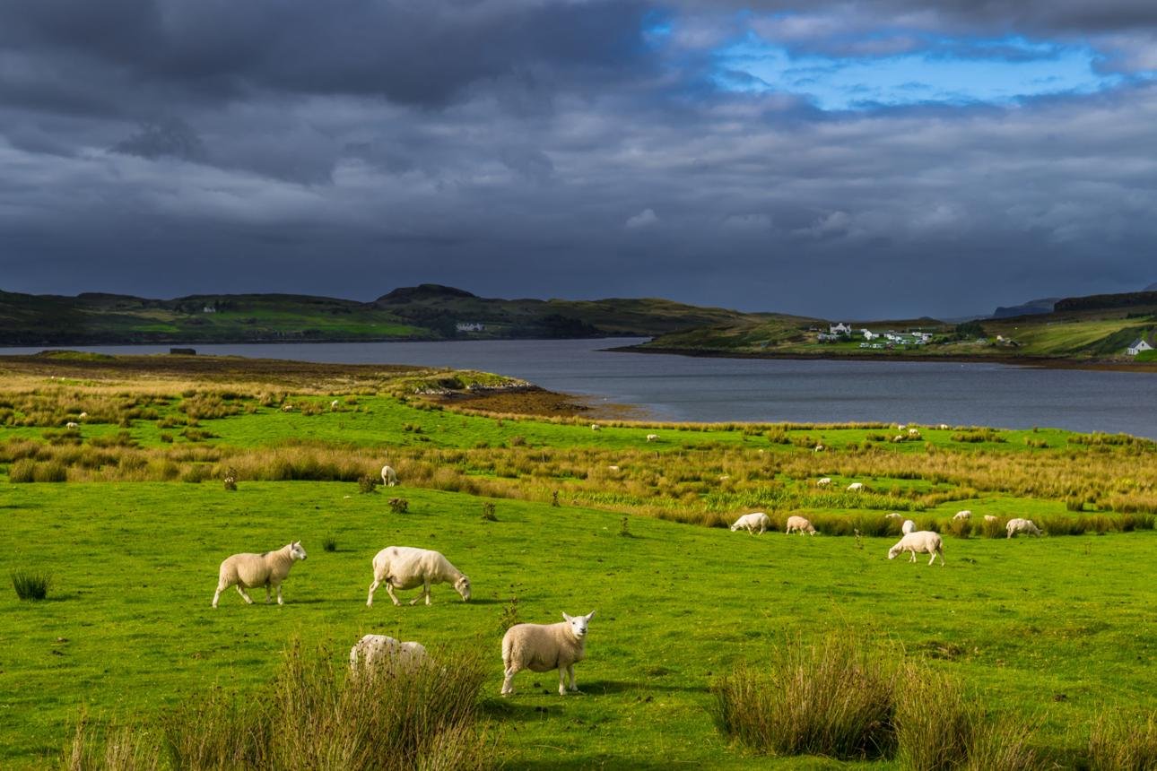 Crofting Life - Crofting has shaped the landscape around Dunvegan for generations. The patchwork of fields, stone walls and grazing land seen today reflects a way of life that remains central to many communities across Skye.