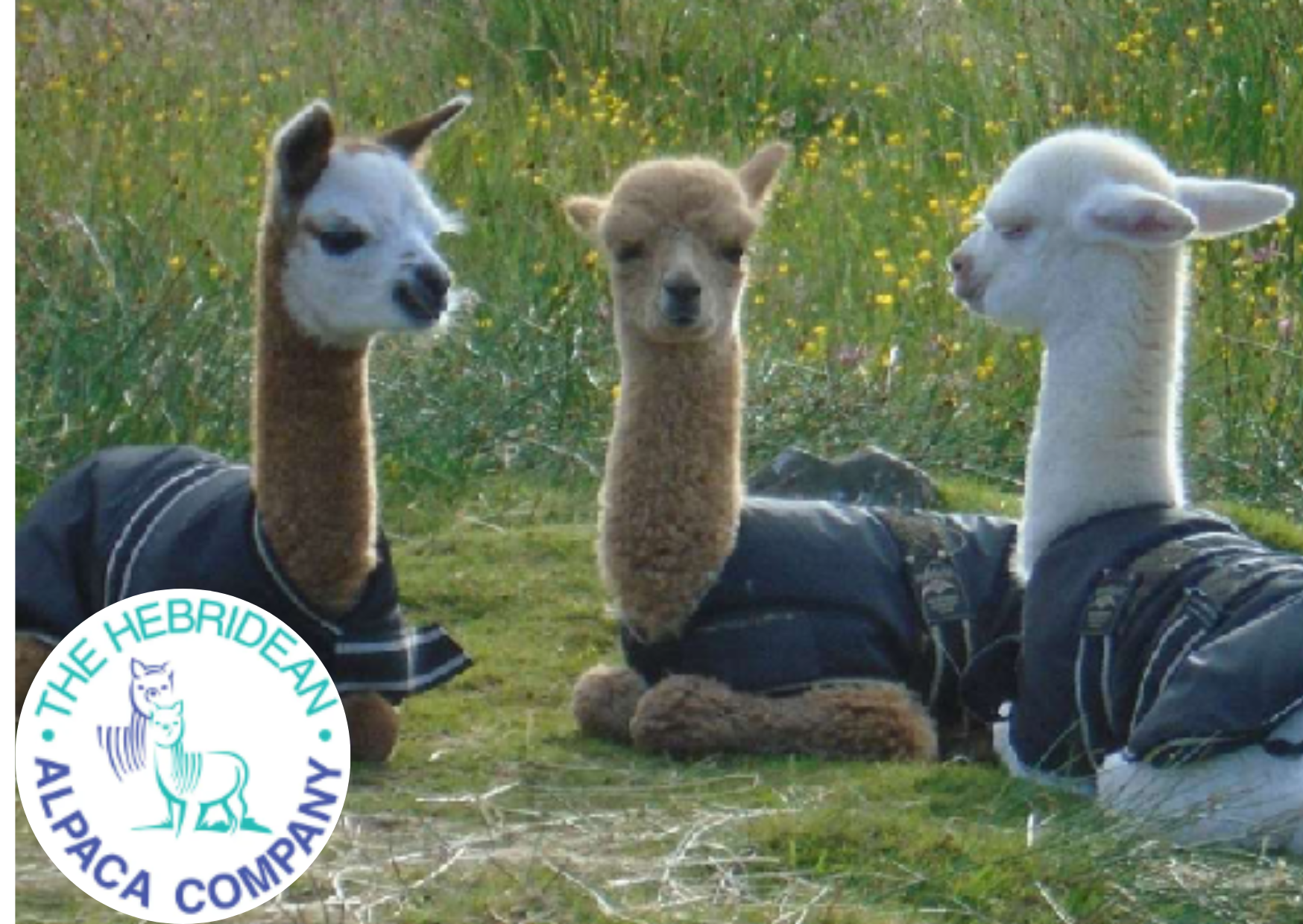 Hebridean Alpaca Shop - A unique island shop celebrating alpacas, natural fibres and handcrafted gifts.
