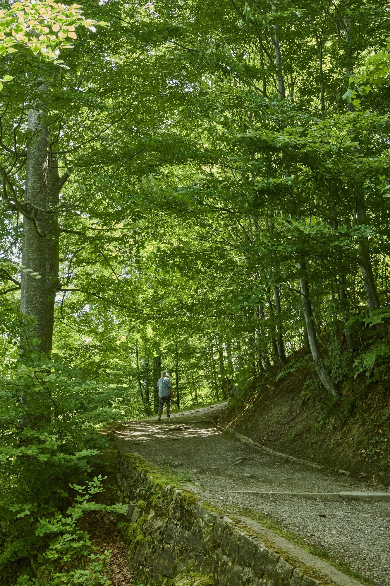 A small forest in Einsiedeln/SZ - this is the place to be on a very warm day
