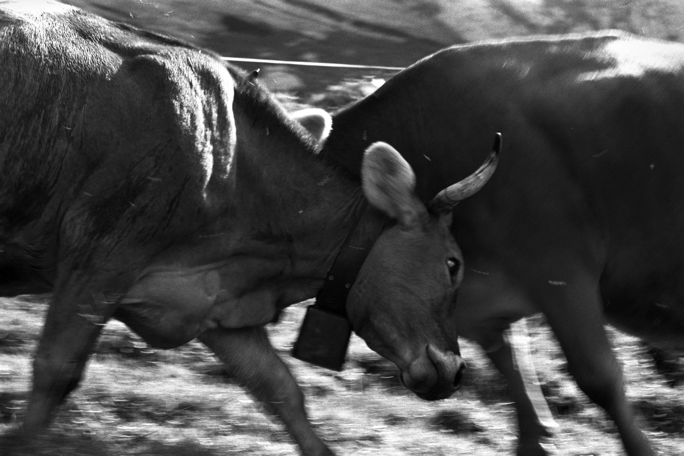 Kampf.jpg