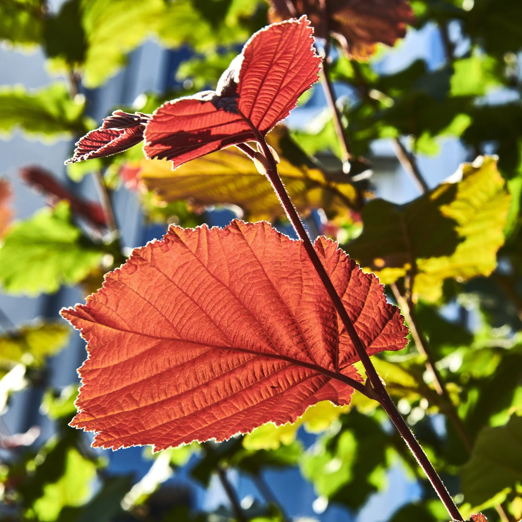 Leaves in the sun light