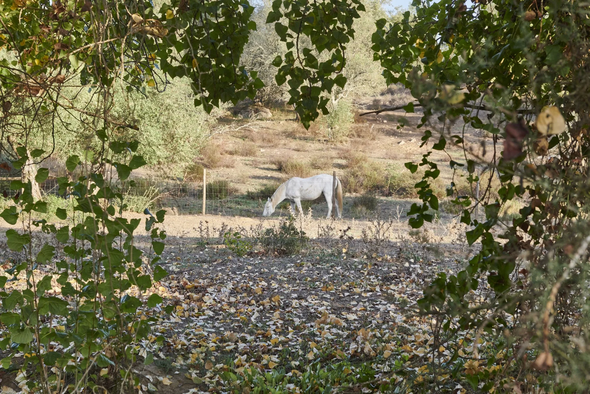 White Horse - is it real or am I dreaming?

