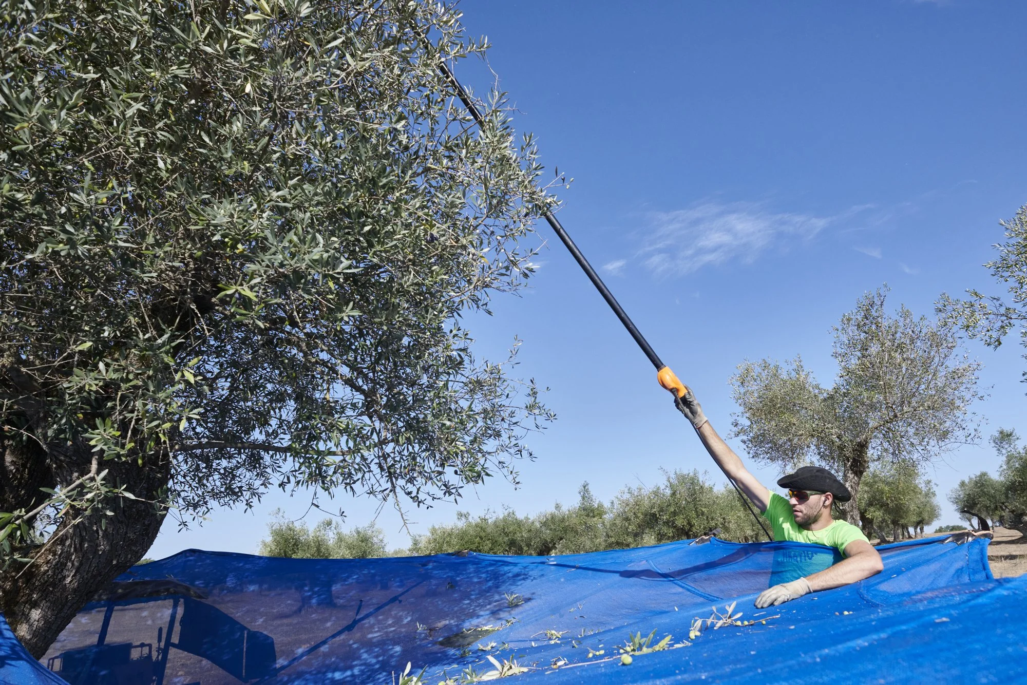Shaking Off The Fruit