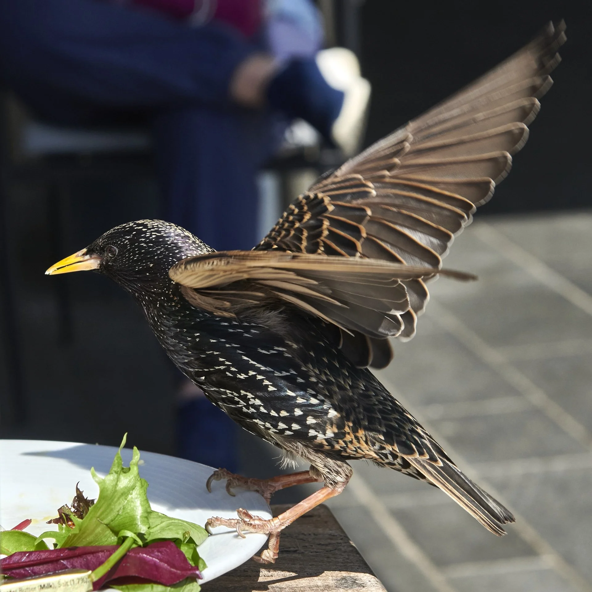 Sharing lunch with a starling, Poole, UK