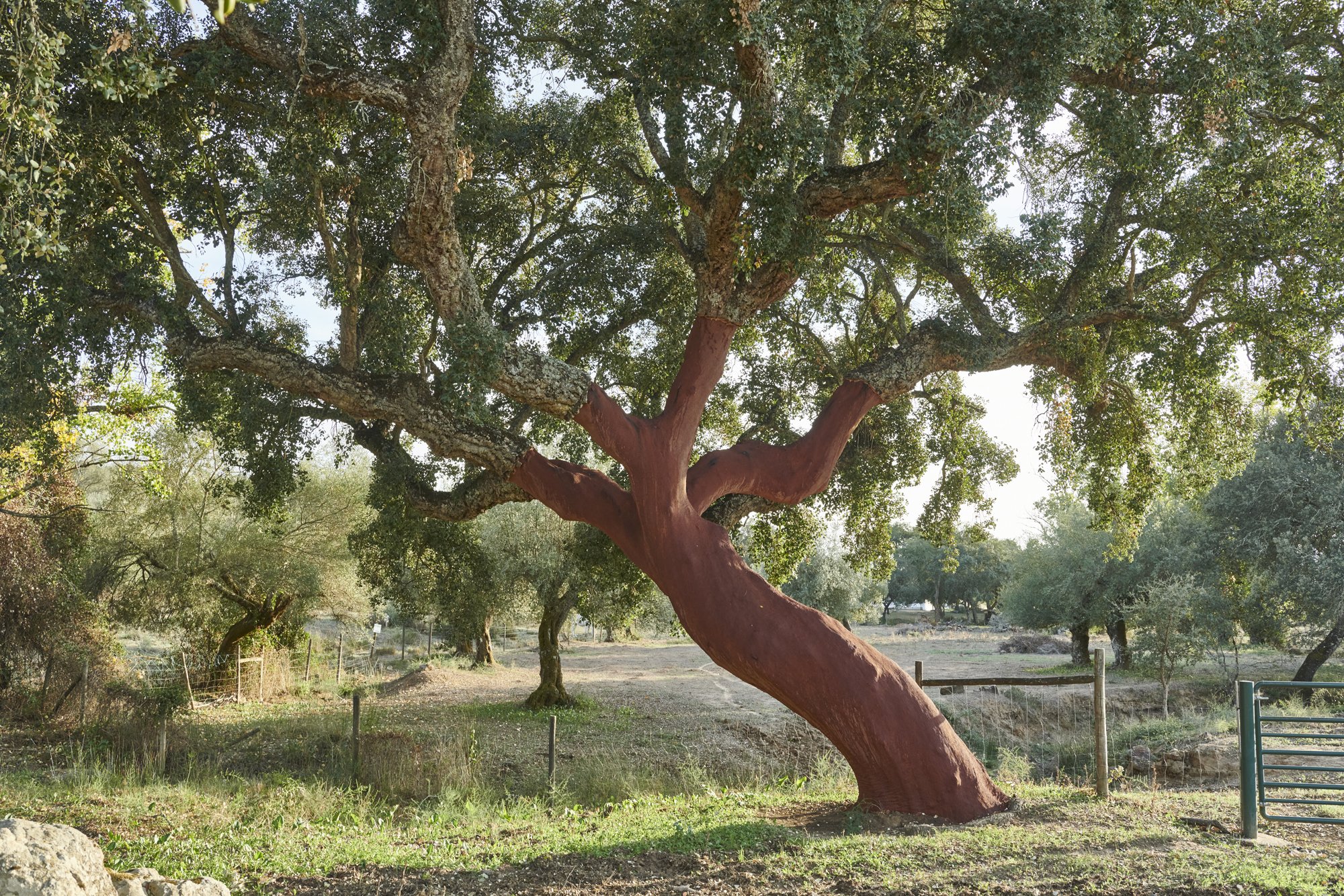 Cork Oak stripped of its 'bark', in 7 years it will have grown back