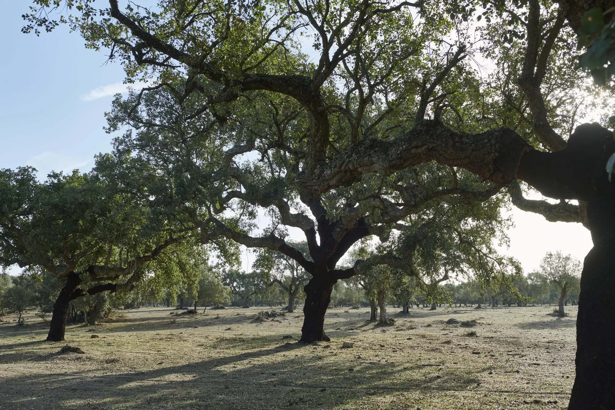 Part Of The Huge Orchard