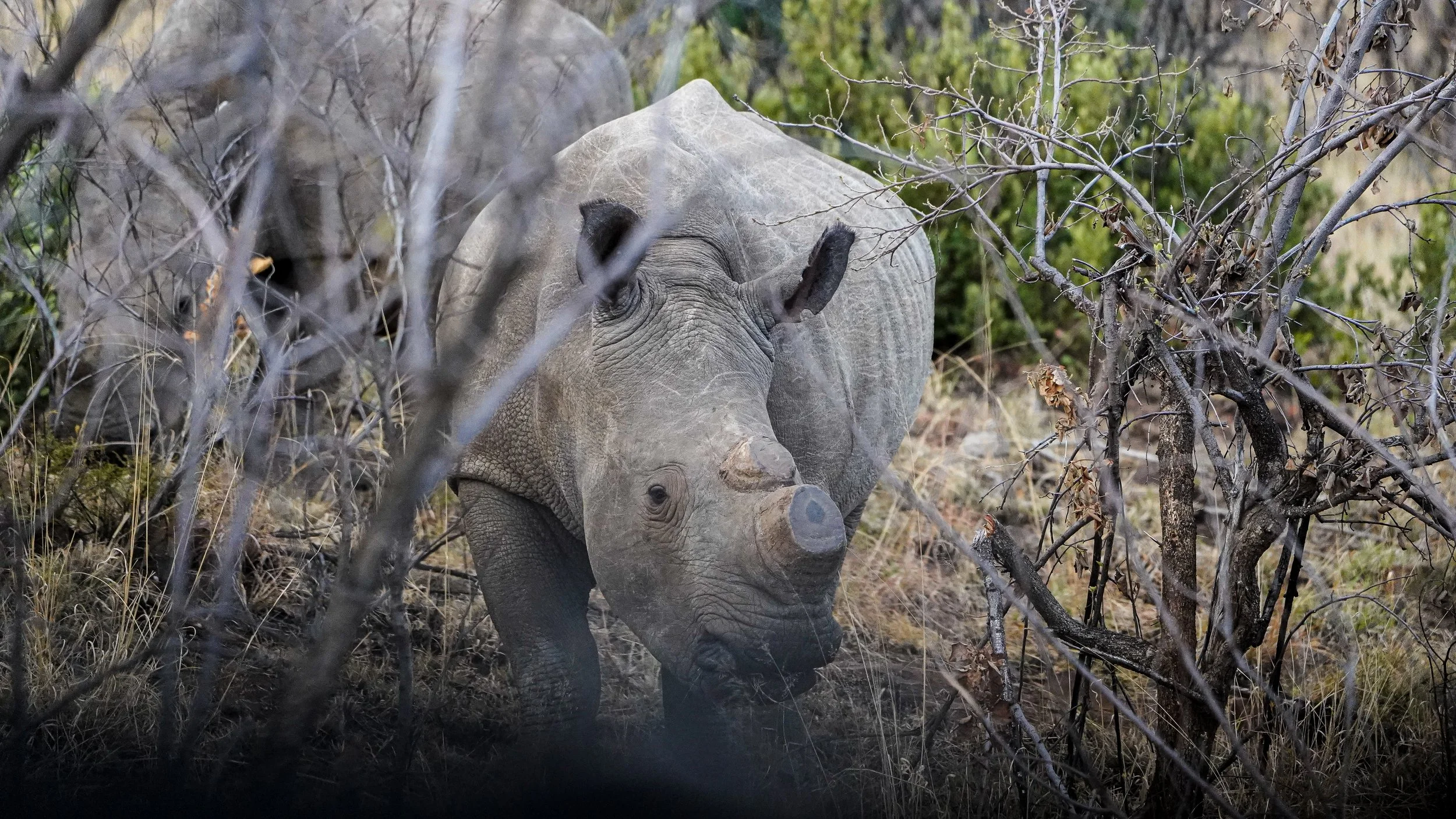 Ancient and Unhurried — White Rhino, Pilanesberg