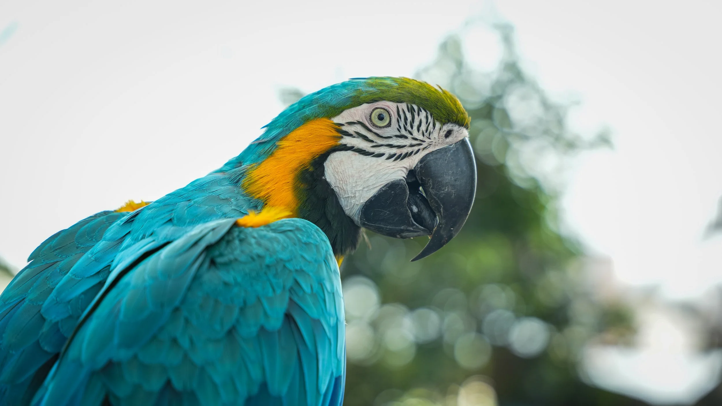 Electric Blue — Blue-and-Gold Macaw, Dubai