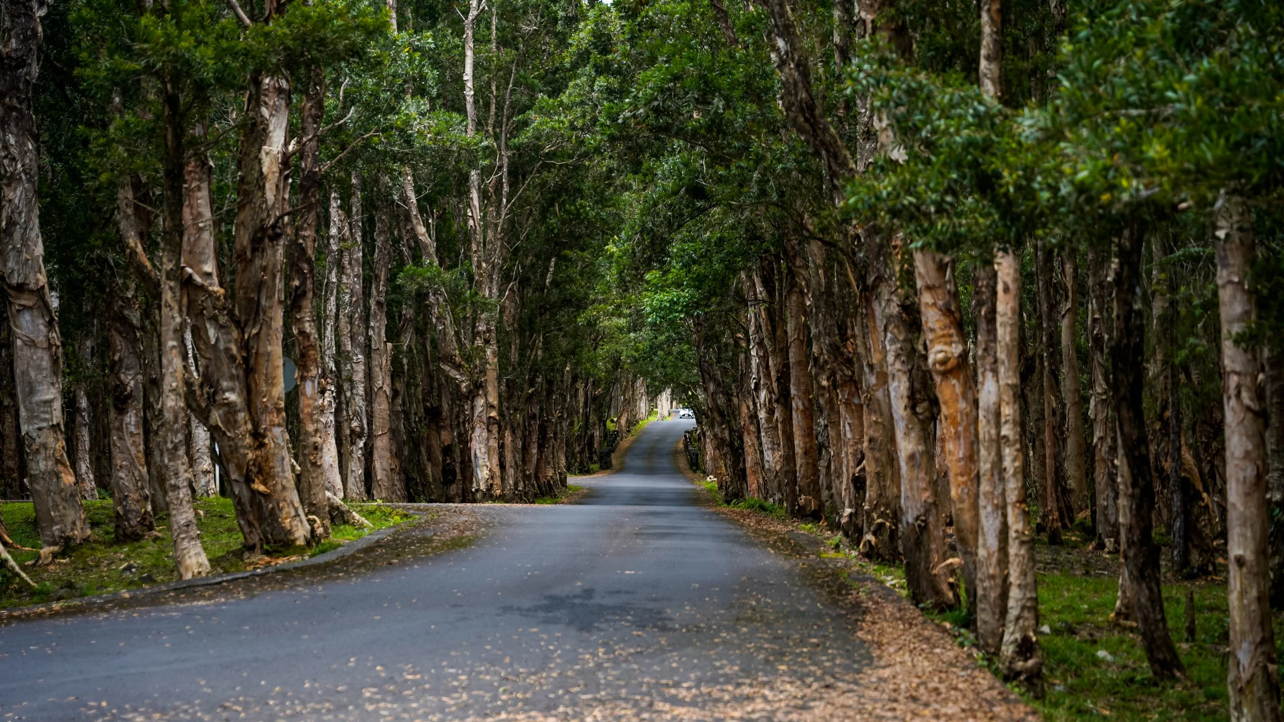 The Road Through Chamarel — Mauritius