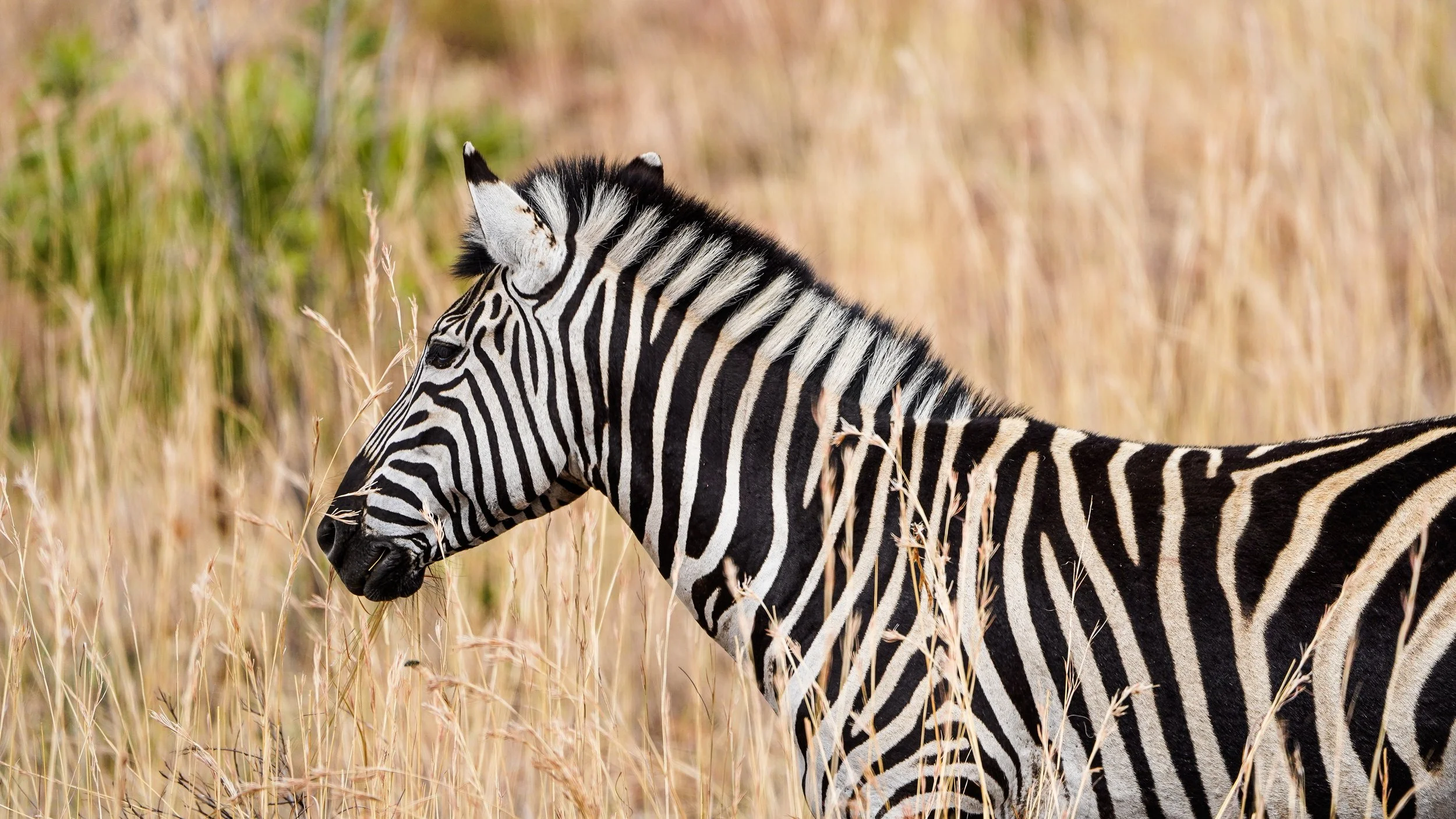 Stripes in the Savanna — Plains Zebra, Pilanesberg